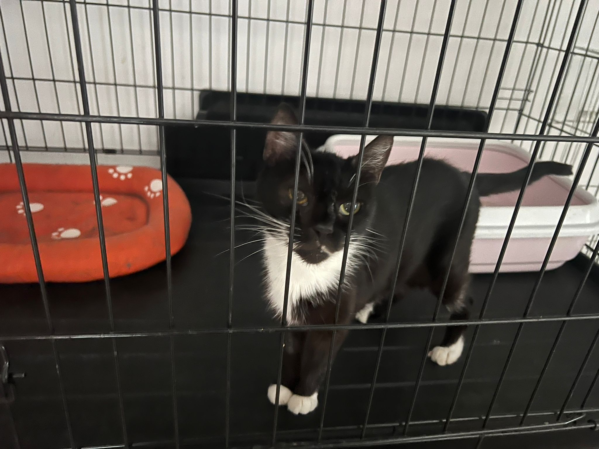 Pisic de adoptat