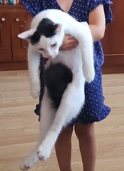 Motan pisoi pui pisica 4 luni alb negru