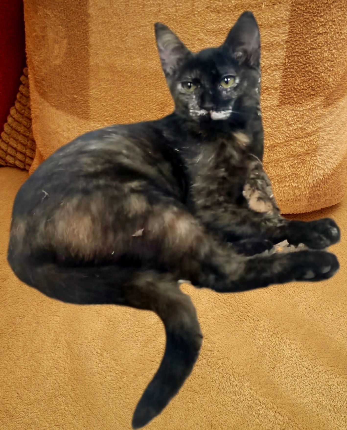 Pisicuta tortoiseshell pui, gratuit
