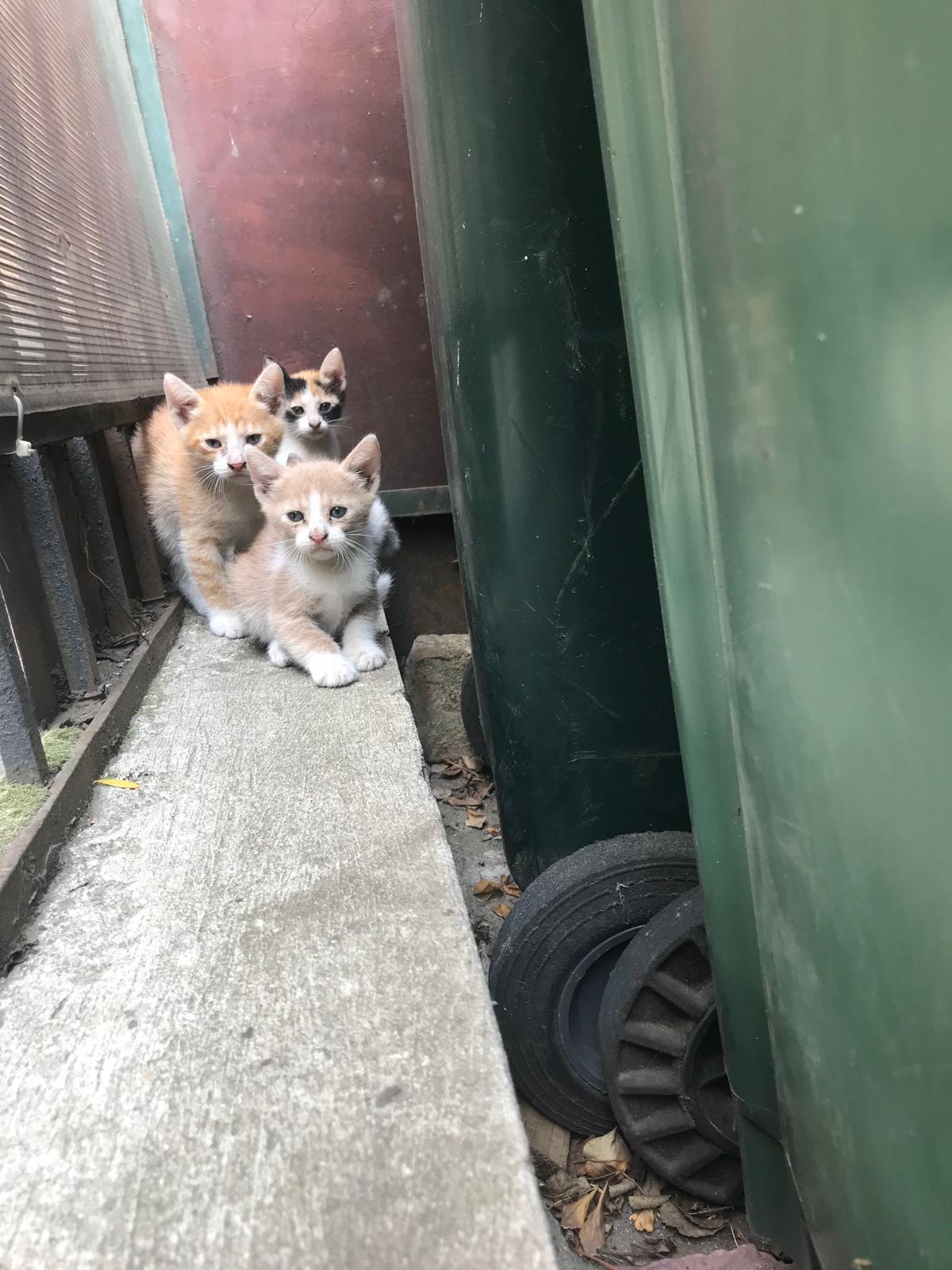 Pisici mici spre adopție – 3 băieți și 2 fetițe Urgent București