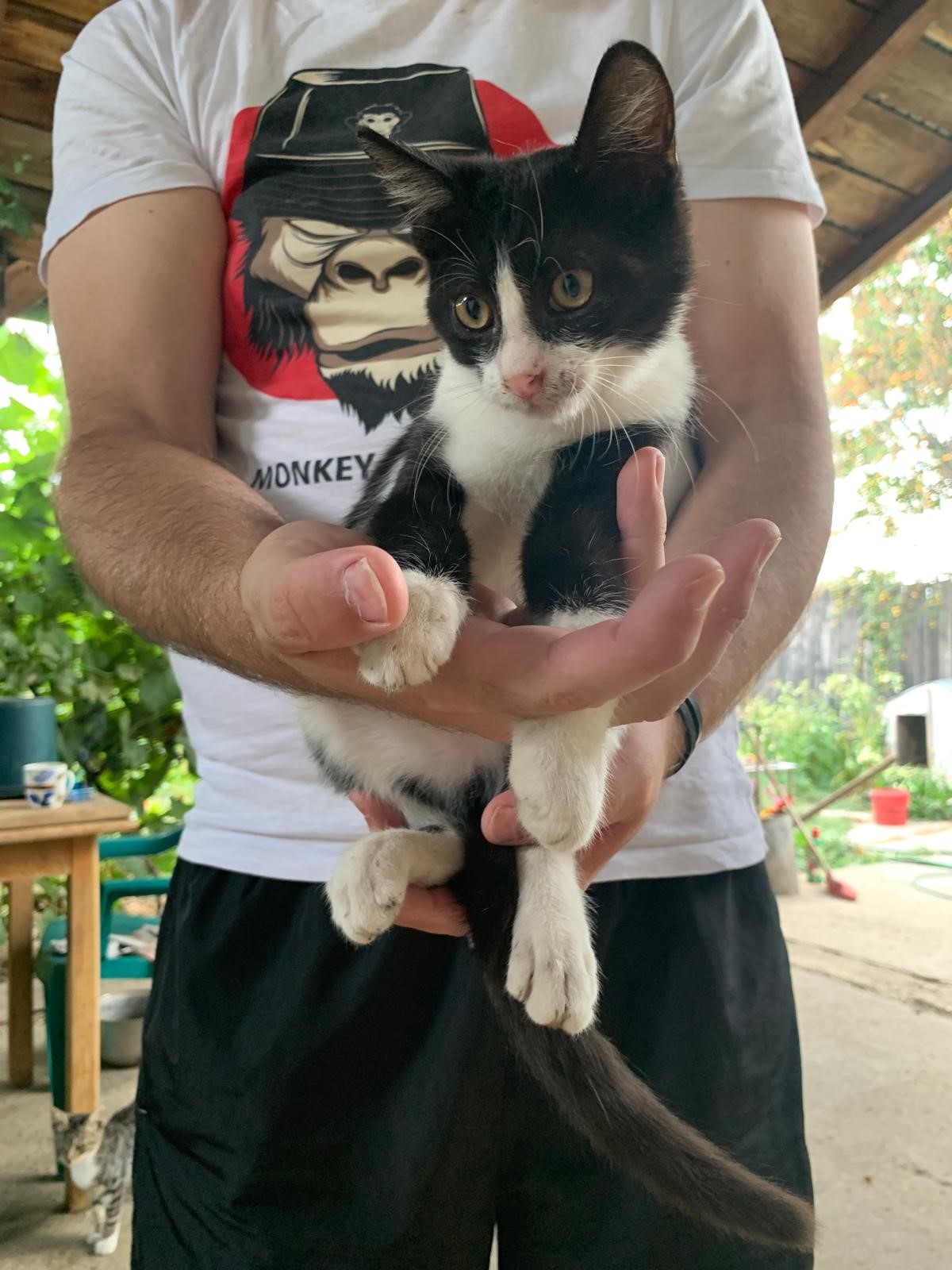 Motanel tuxedo adoptie
