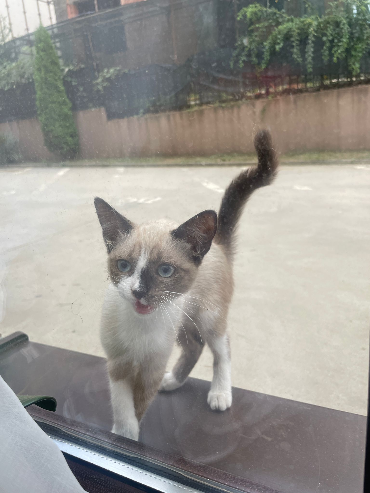 Pisicuțe mici spre adopție