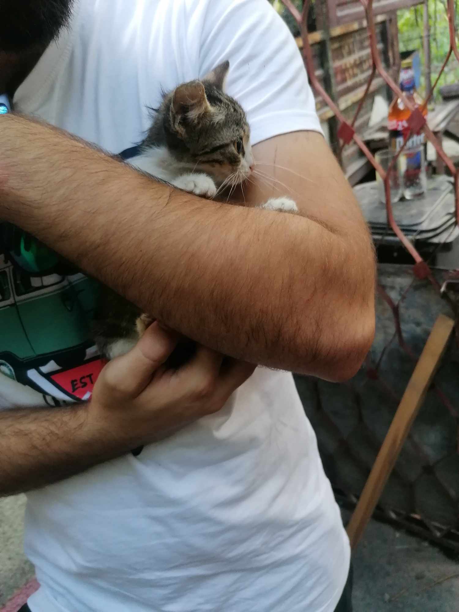 Pisicut mic spre adoptie Bucuresti