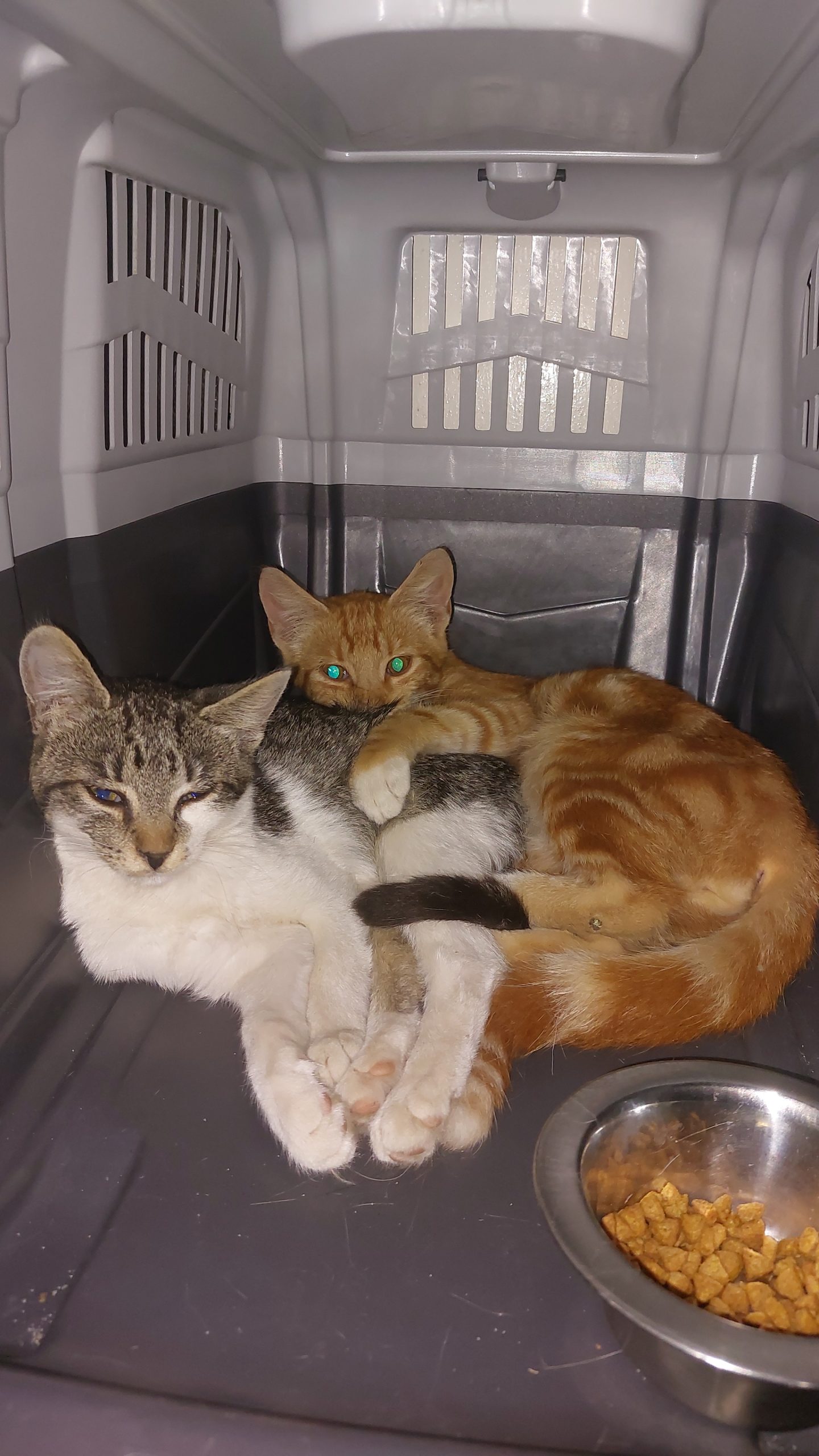 Dau spre adopție puiuți de pisica