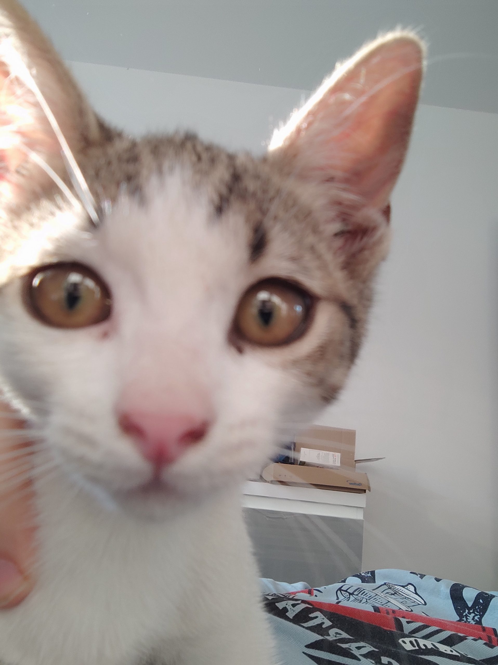 Pisoi 3 luni spre adopție, București.