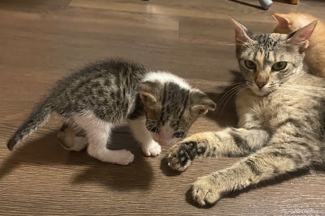 Pisica mama, extrem de blanda si cuminte + pui roscat 1 luna