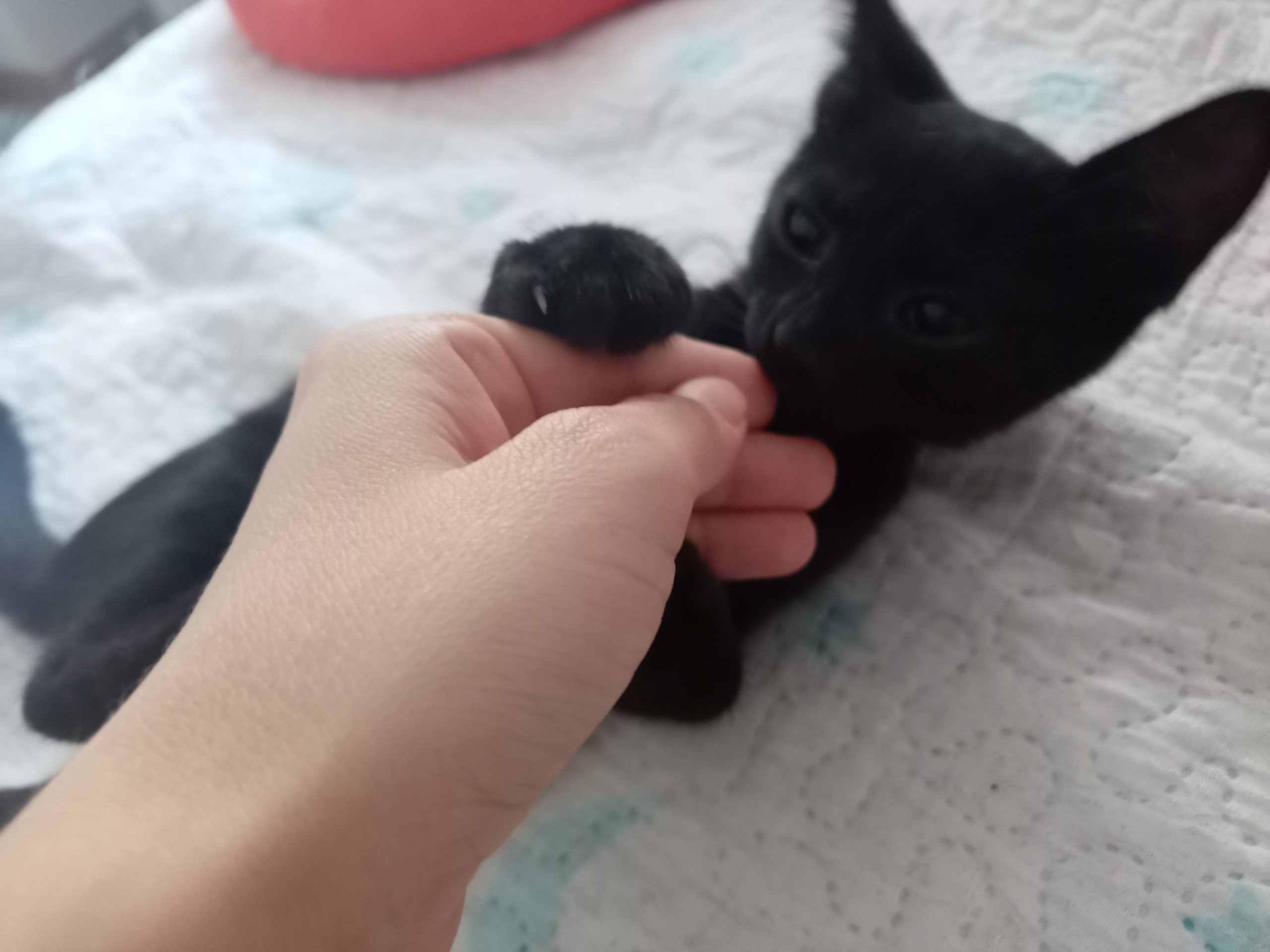 Minoş