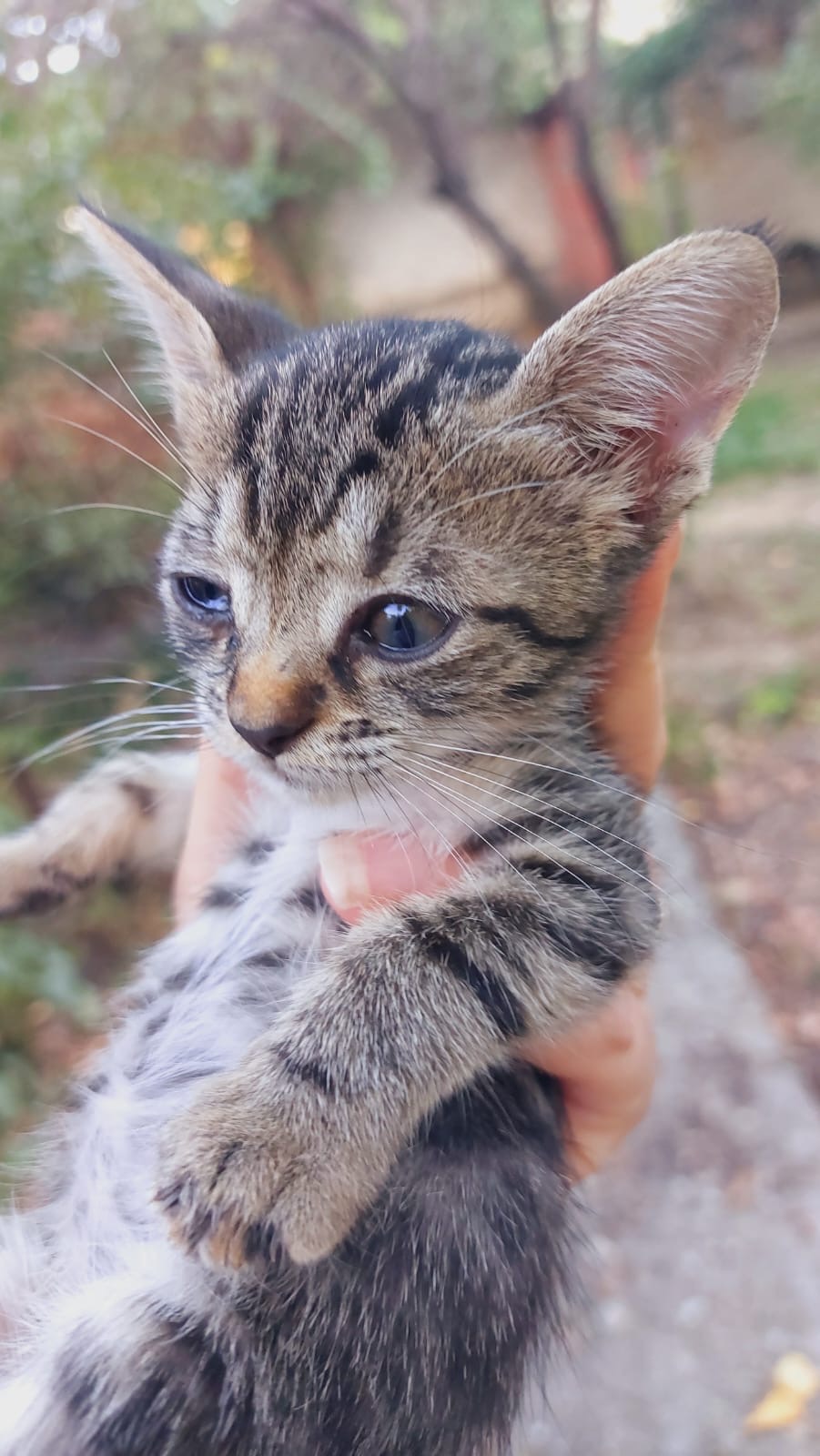 Sunt Pica ChiuauaCat