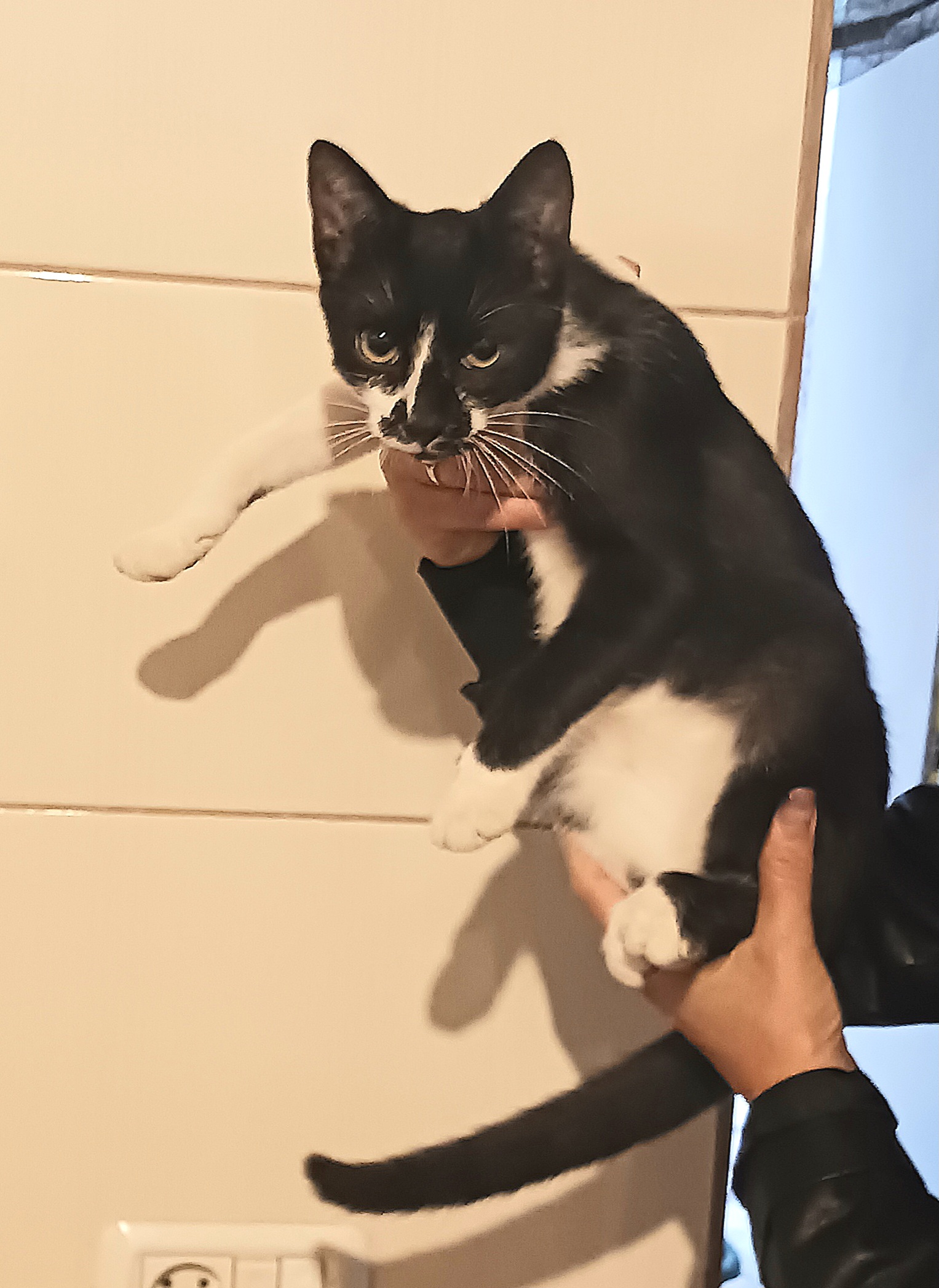 FIFI, dorește o casuta iubitoare