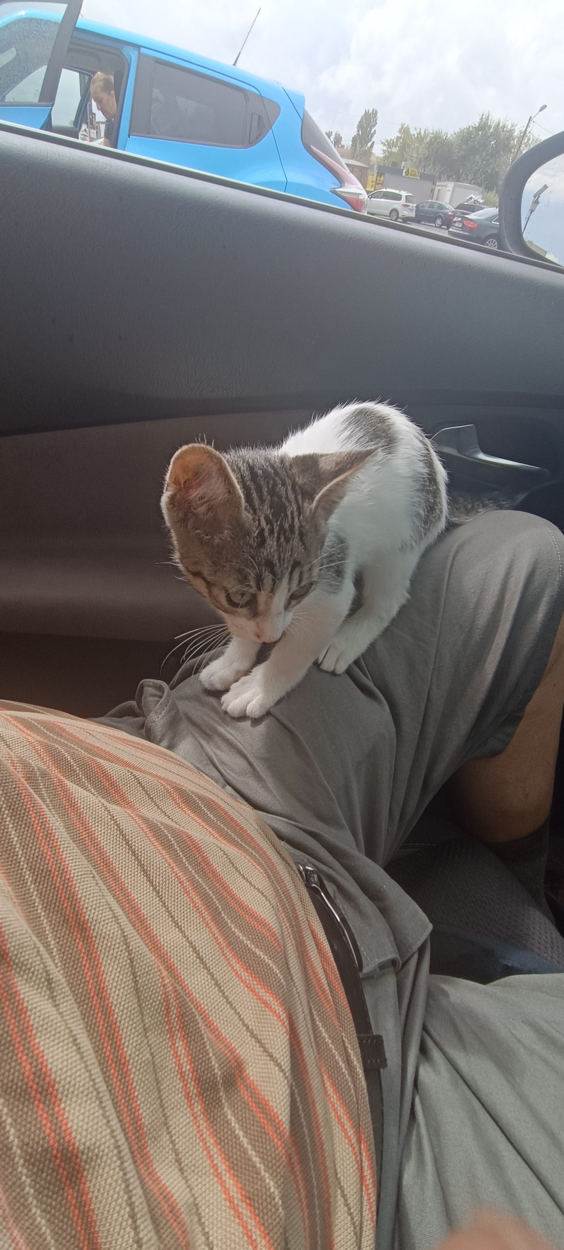 Ofer spre adoptie motanel 3 luni