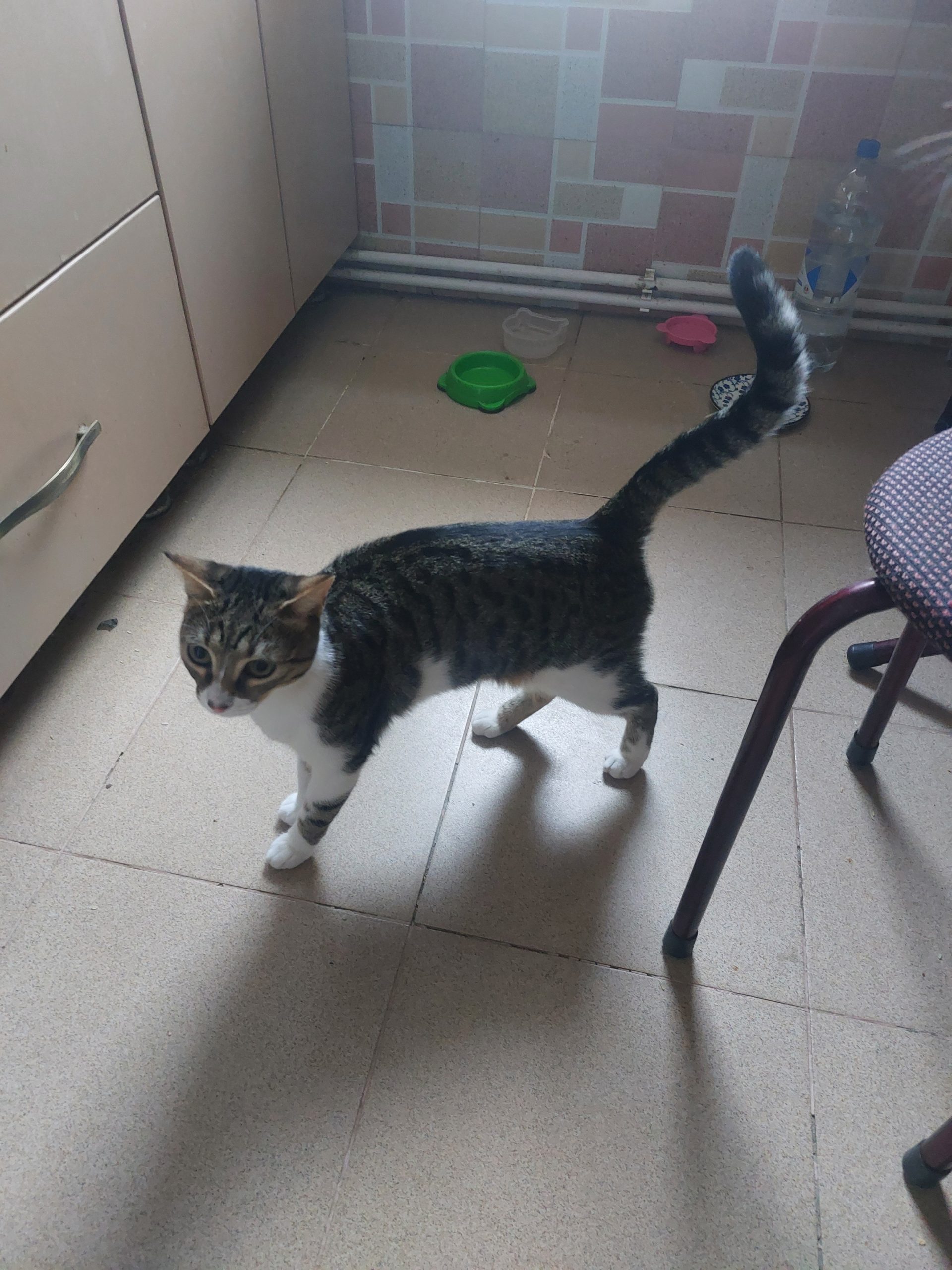Donez pisica 1 an sterilizata