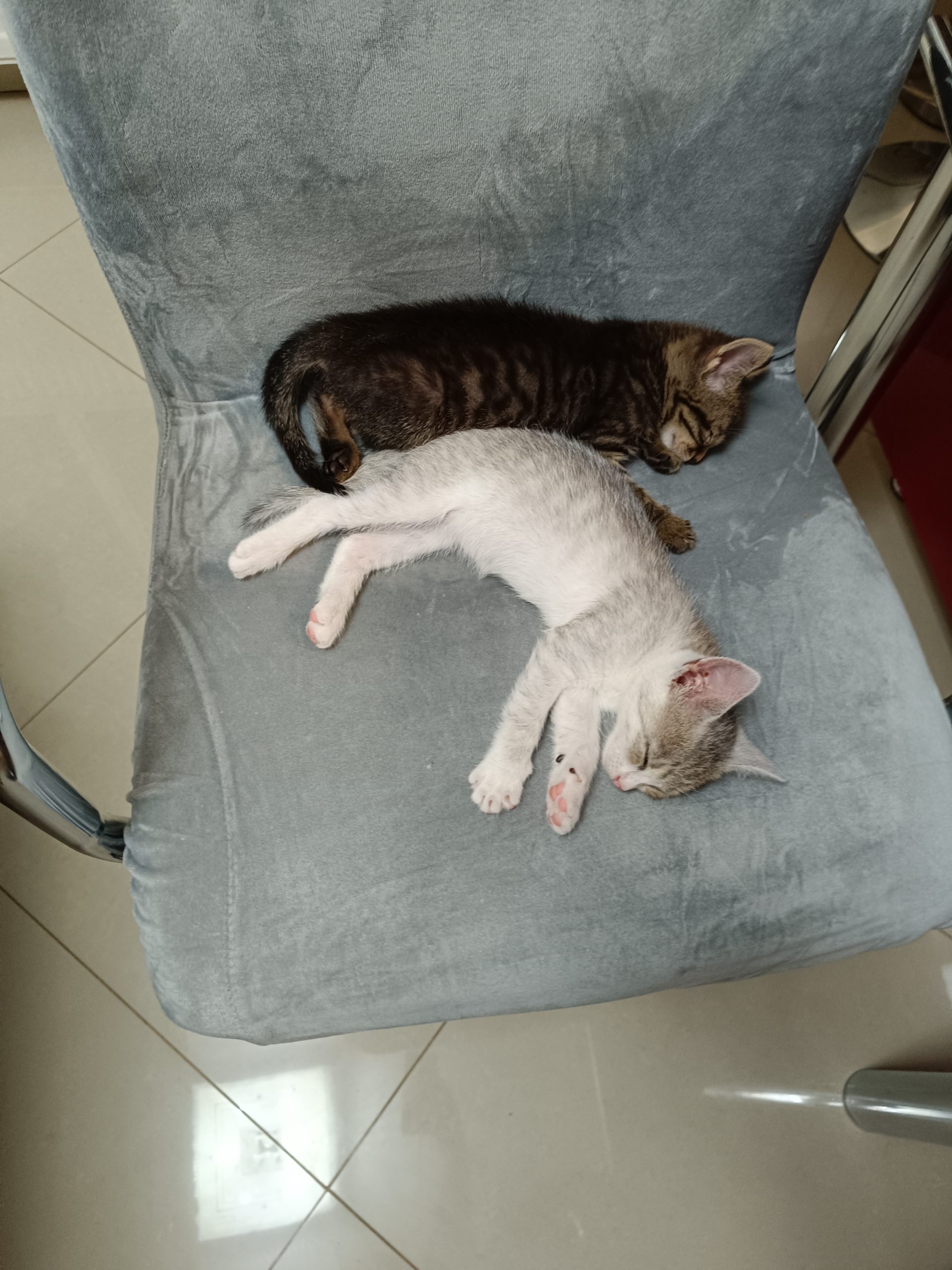 Pisicutele disponible