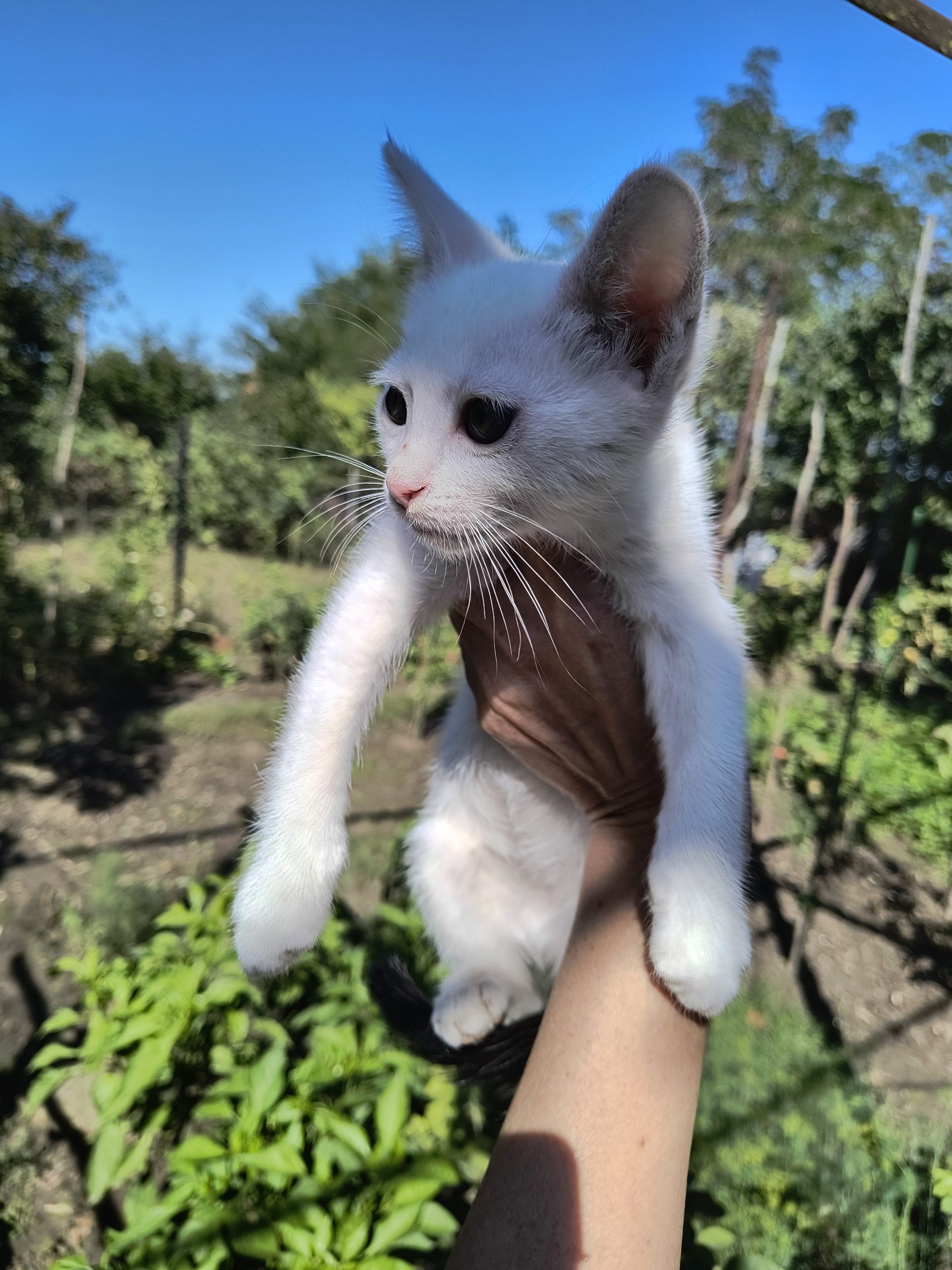 Motănel de adoptat