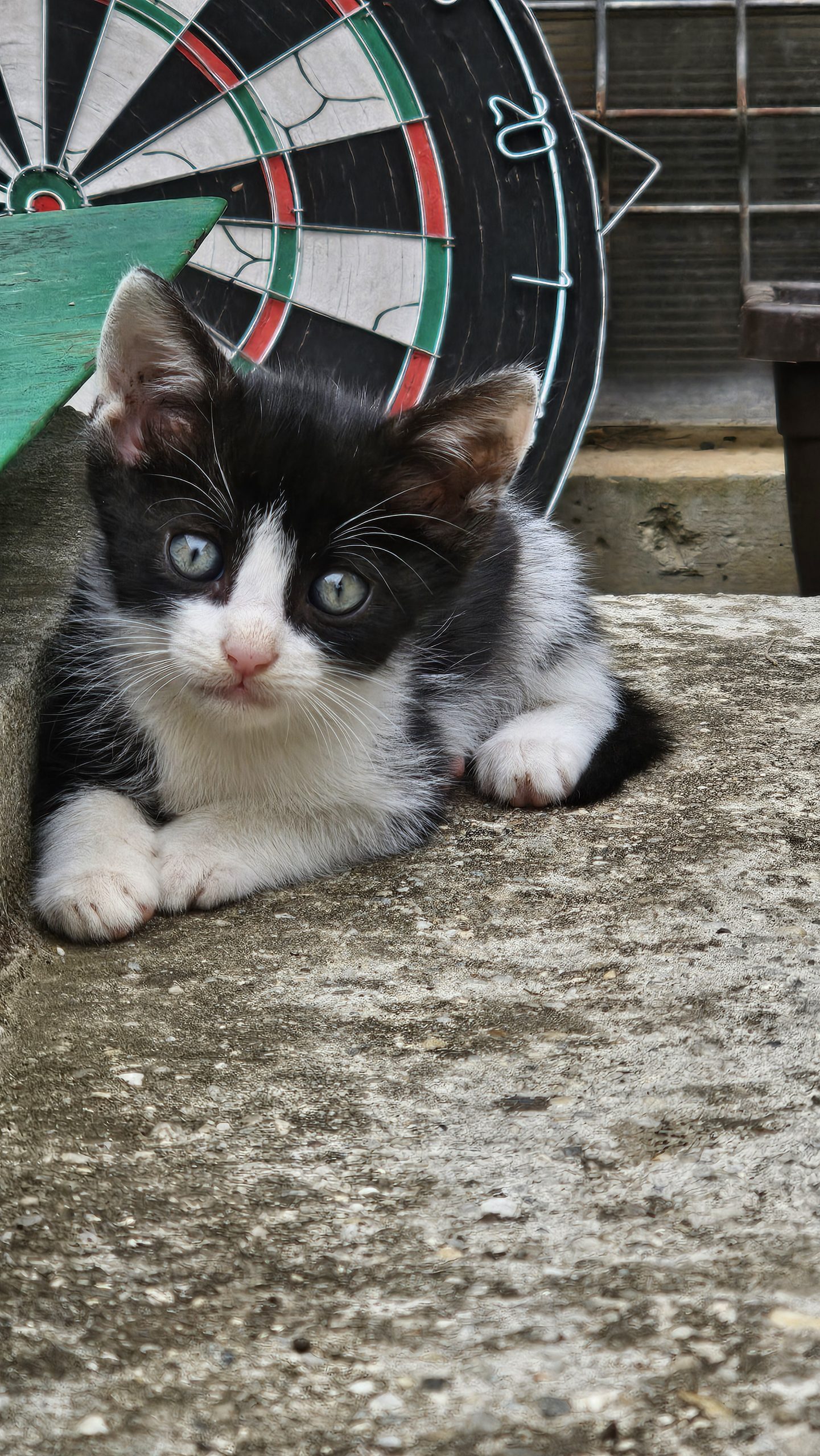 Adopție 3 pui de pisica
