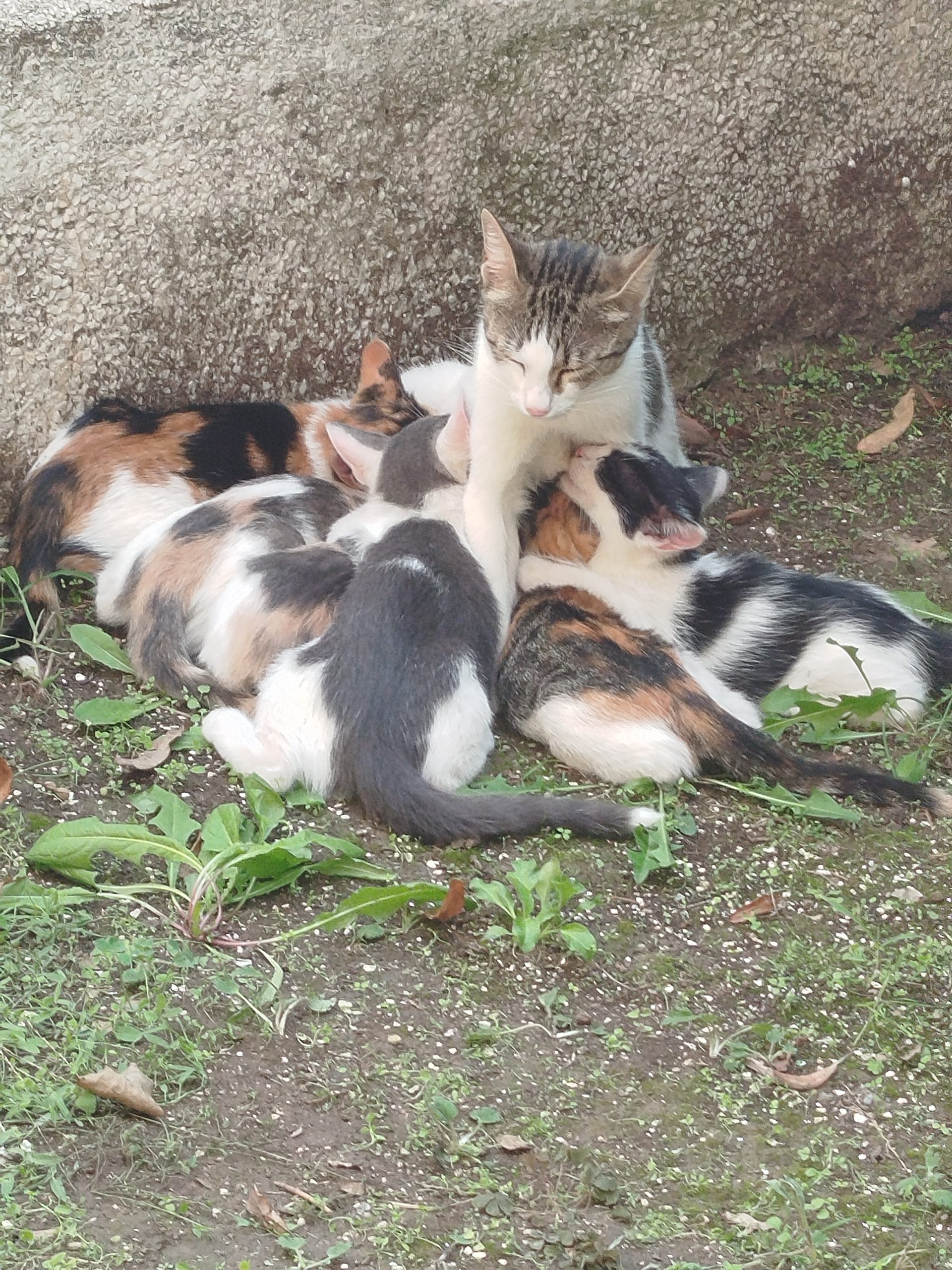 Pui de pisica caută căsuță