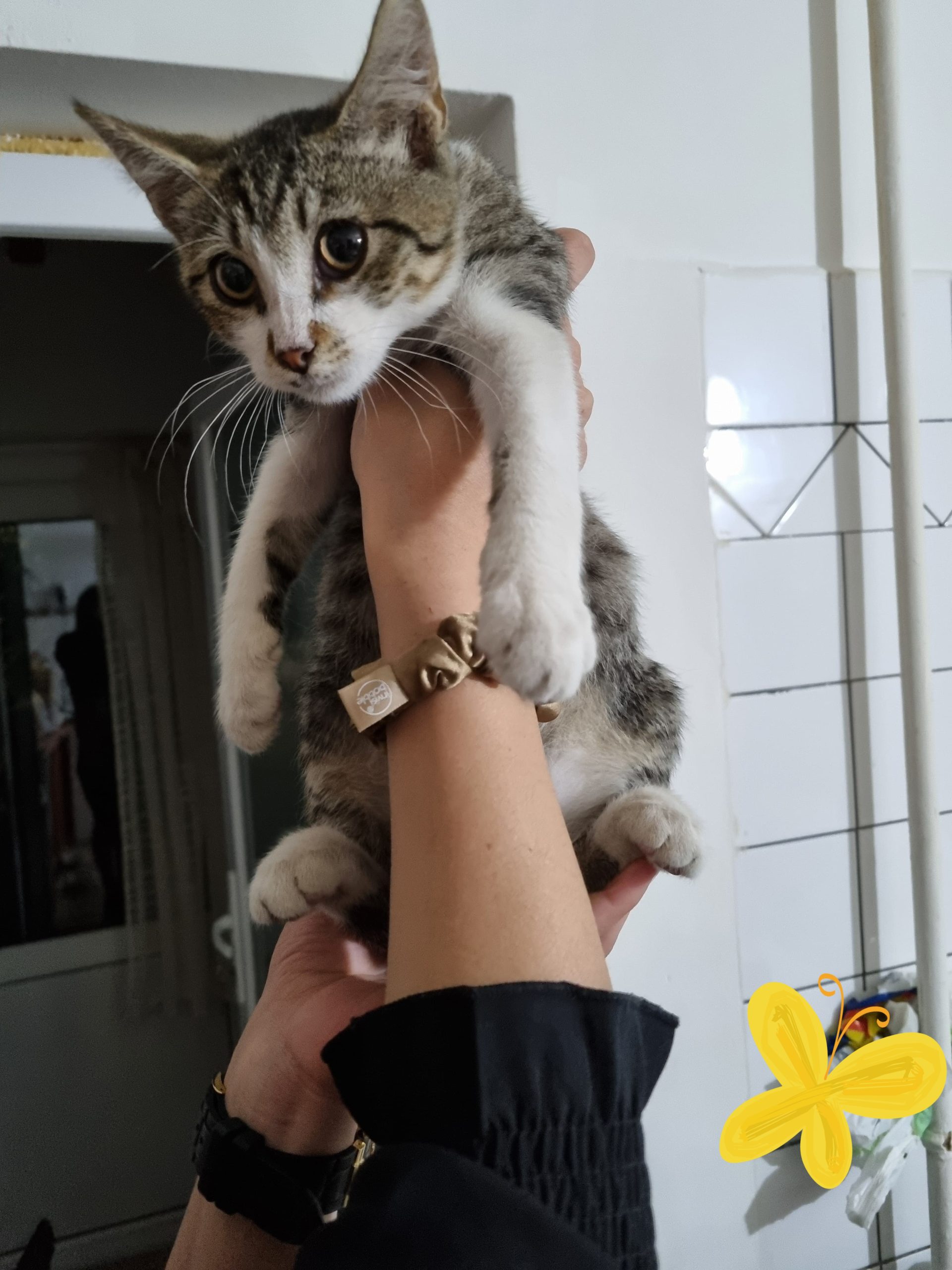 Fetiță mica si drăgălașă cauta căsuță😻😻