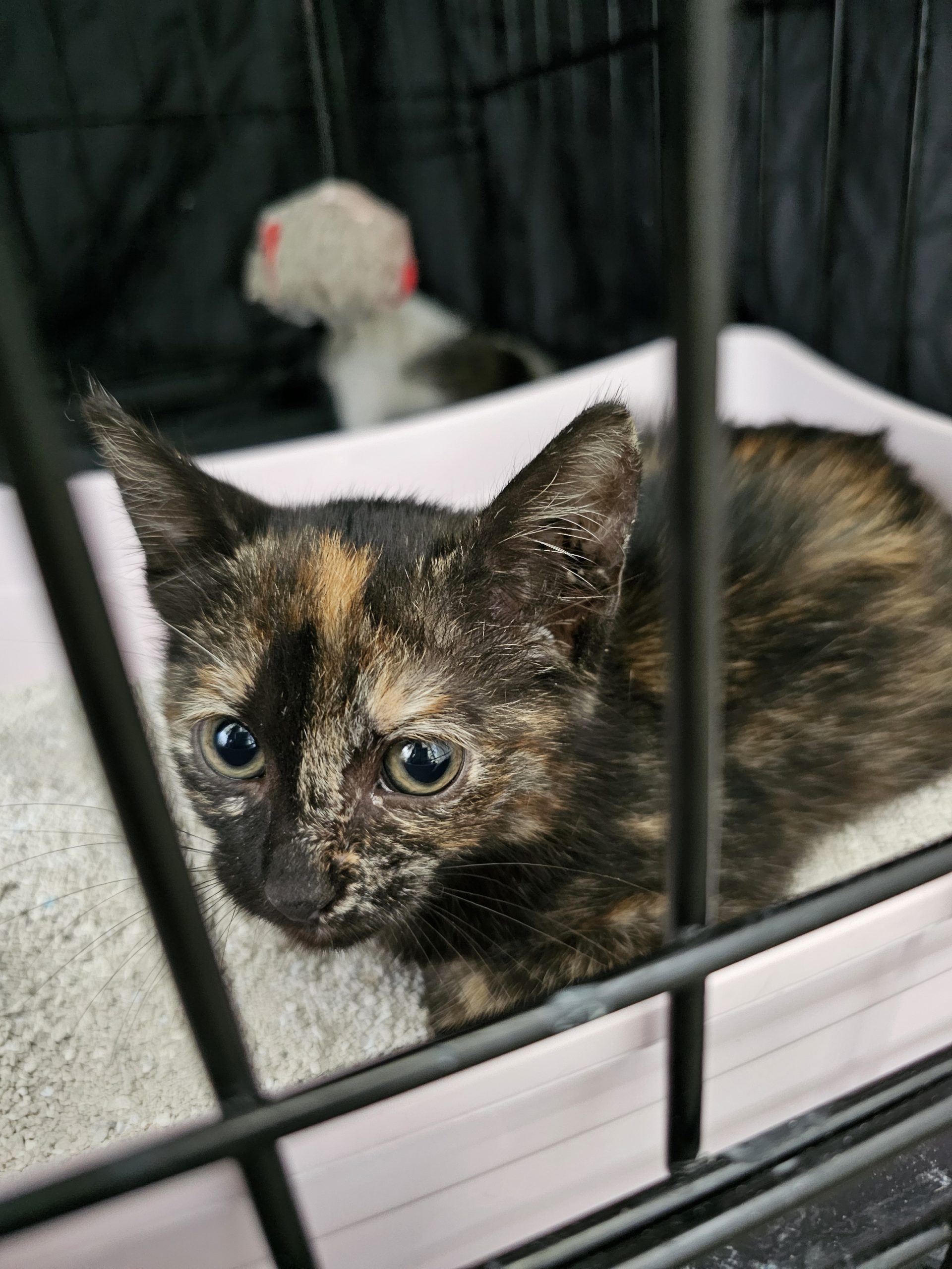 Pui pisicuta tortie