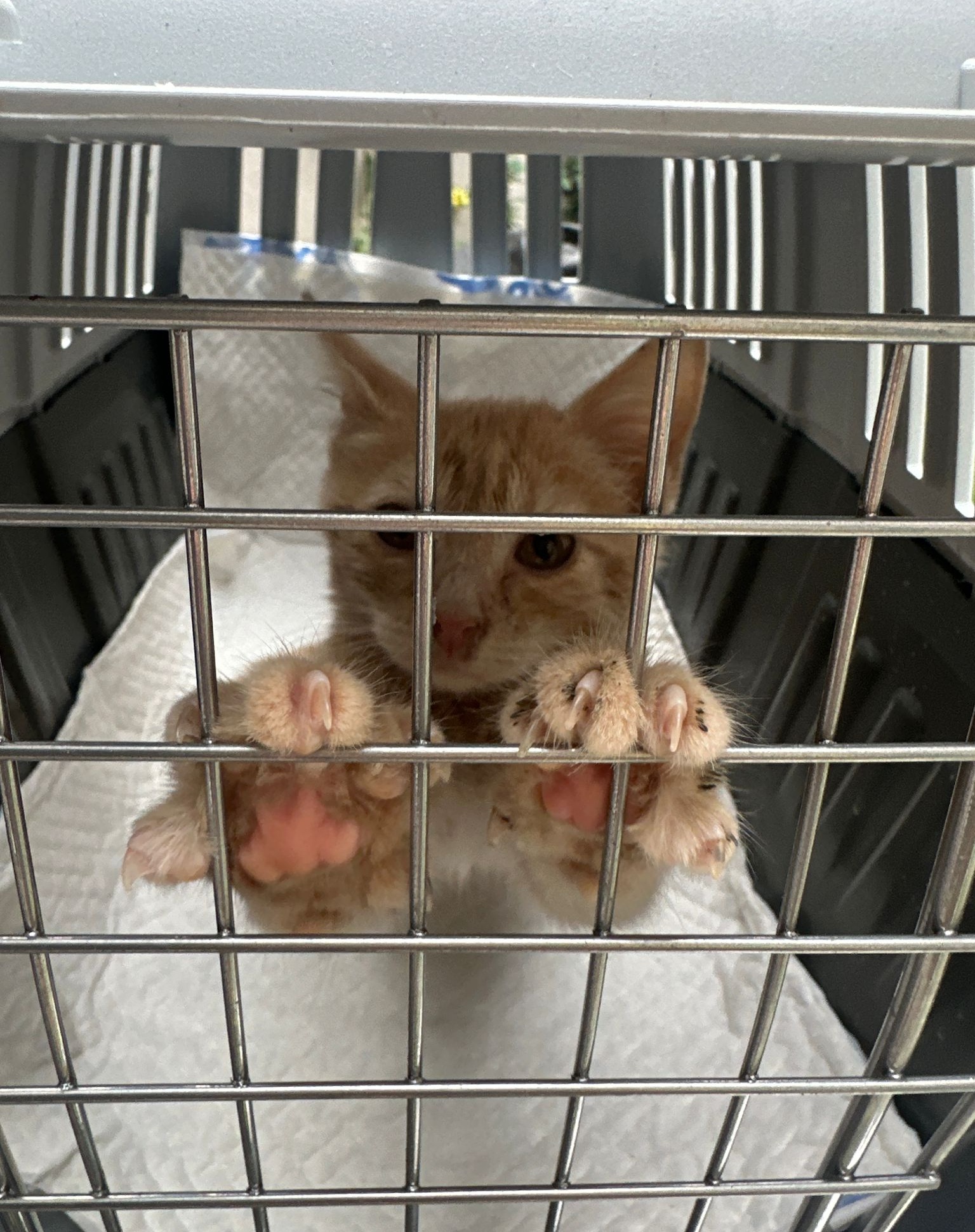 Pisicul Bailey o să te iubească la nesfârșit. Adoptă-l!