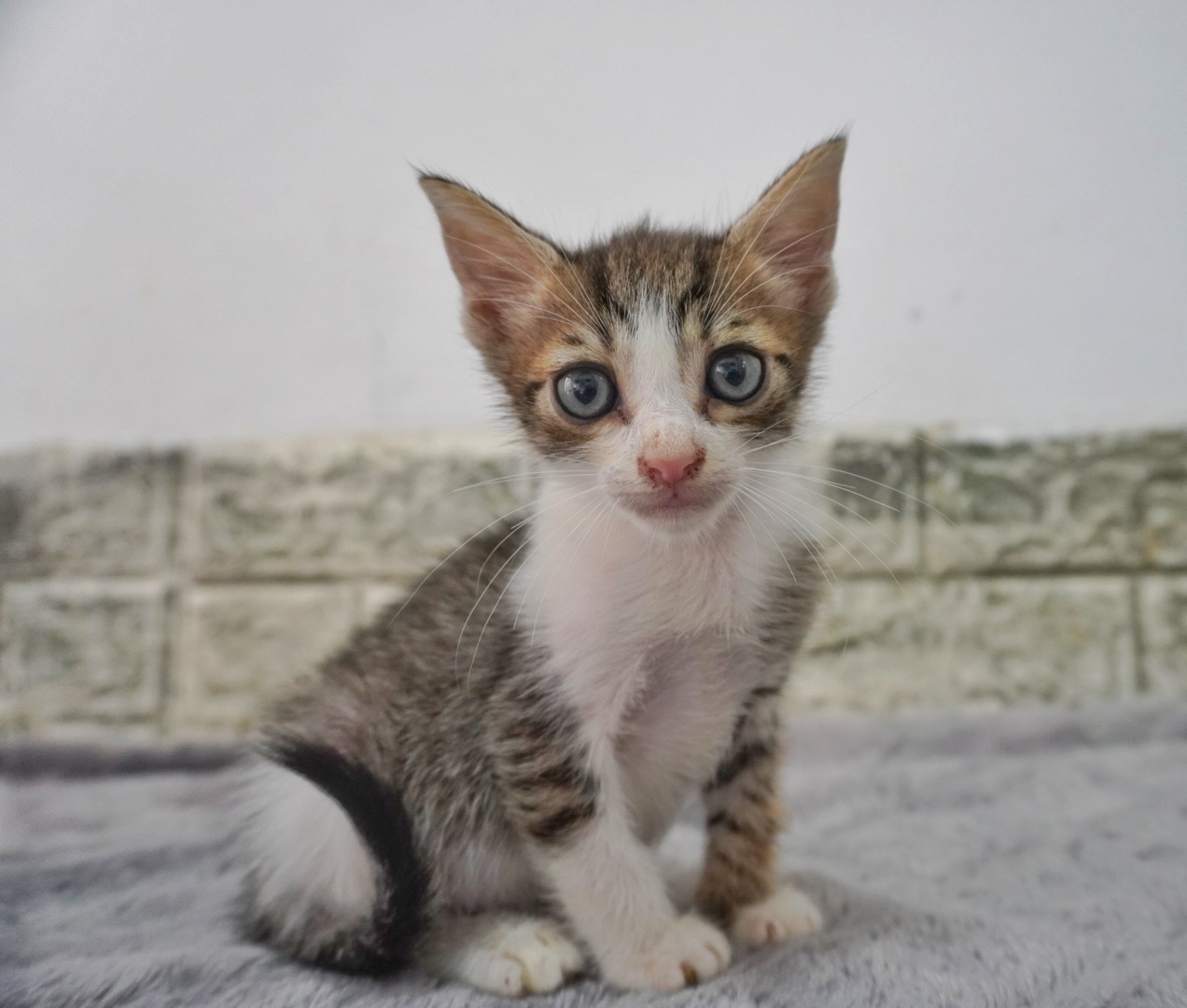 Ringer e cât o doză de Cola și la fel de dulce. Adoptă-l!