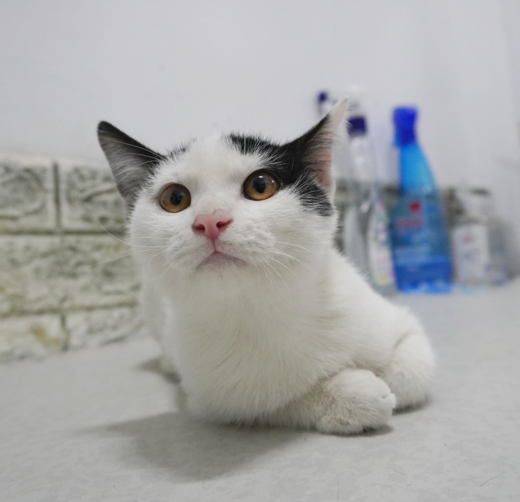 Ina îți va fi recunoscătoare pe viață dacă o adopți