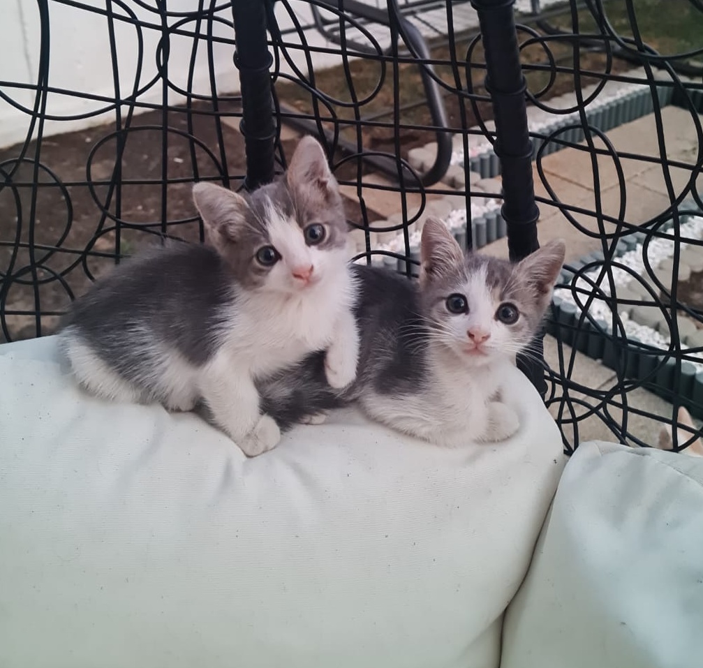 Mia și Bia o să te iubească toată viața lor. Adoptă!