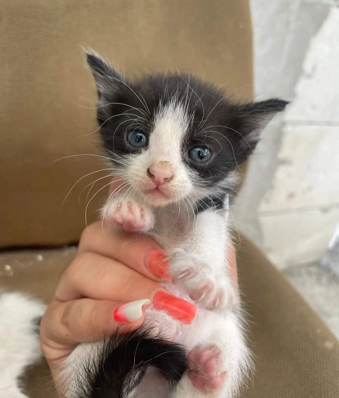 Pisoi la adopție!