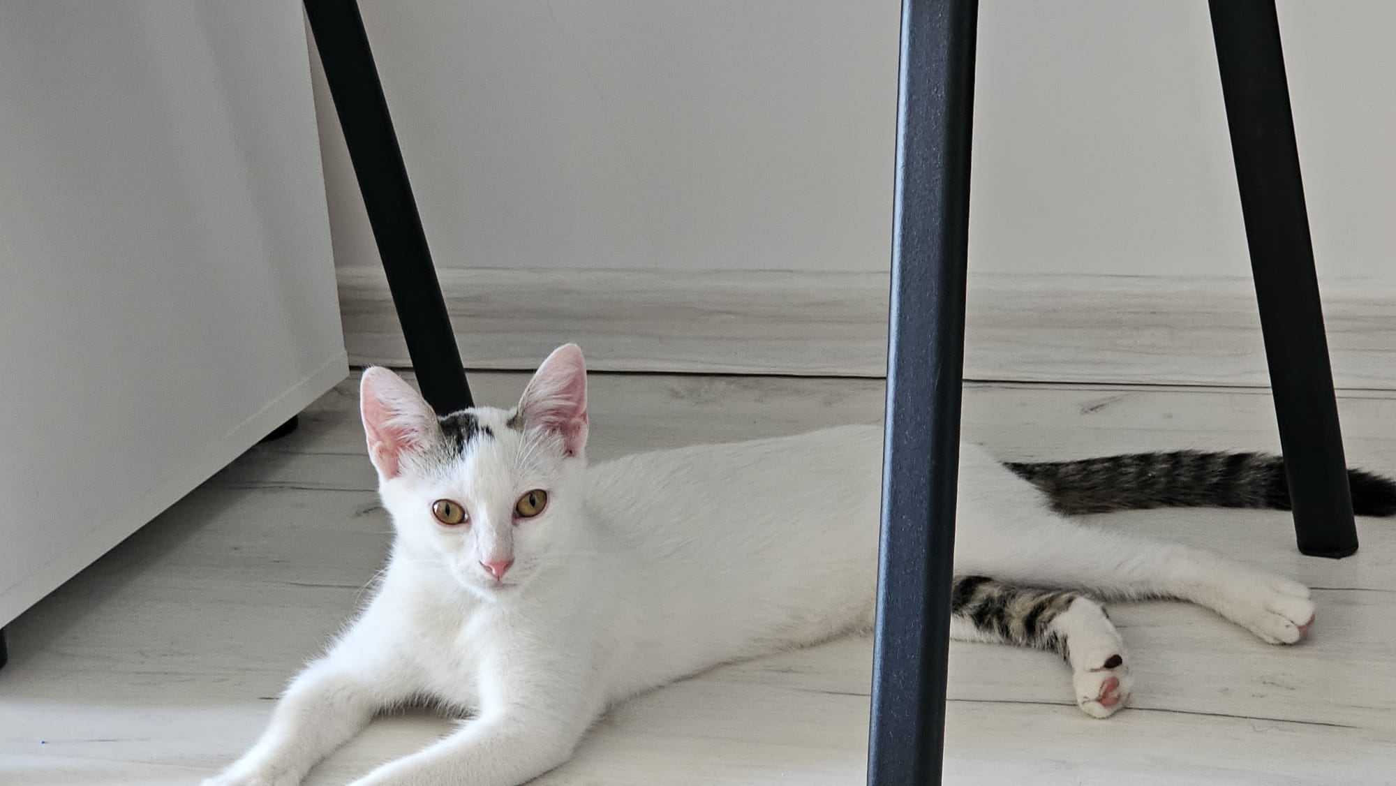Motanel dulce pentru adoptie