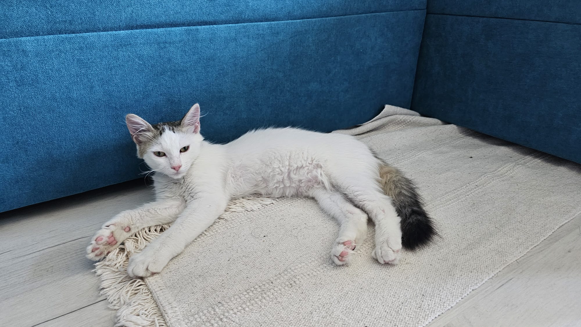 Motanel dulce pentru adoptie