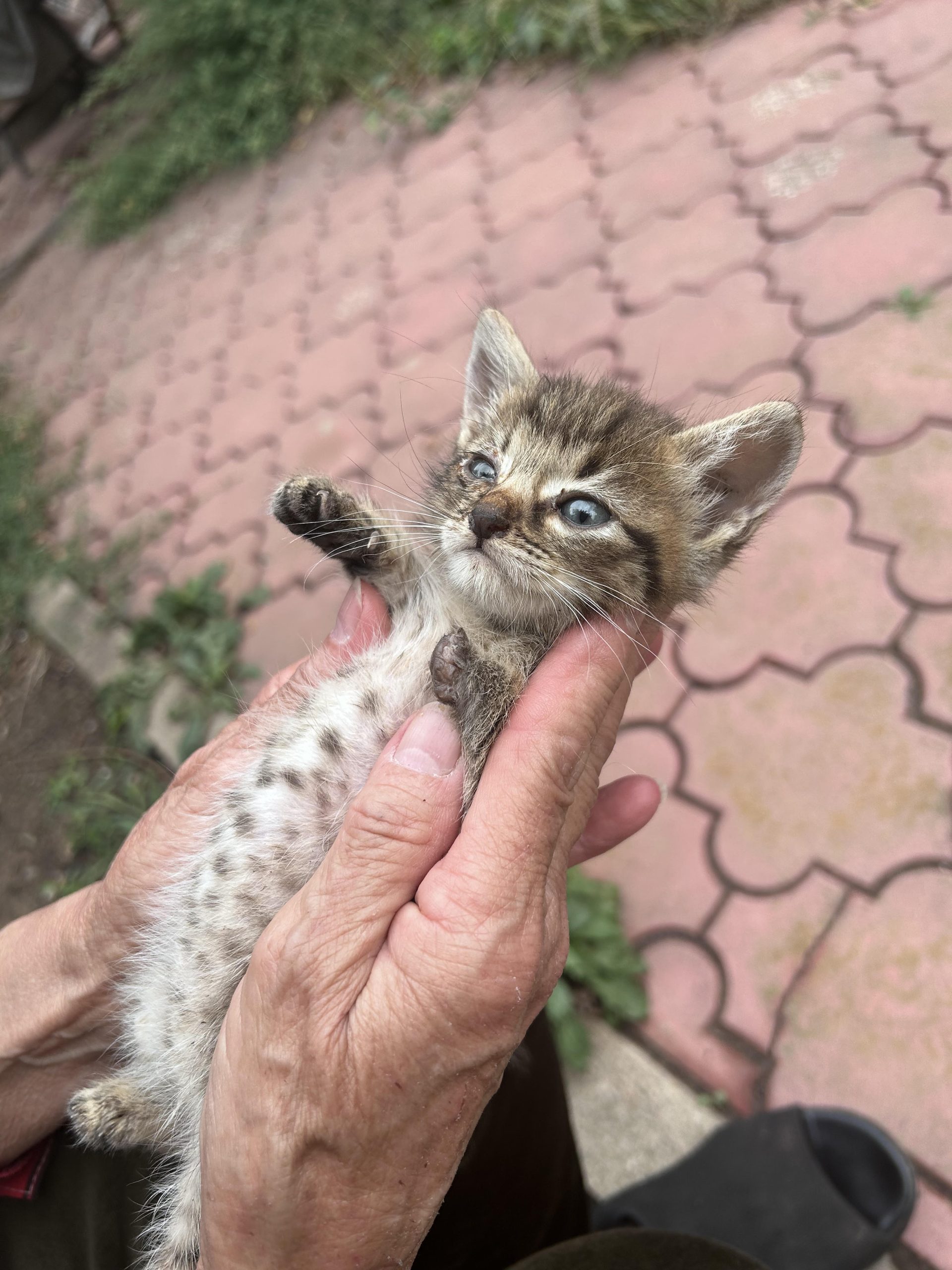 2 pisicuti spre adoptie in Otopeni