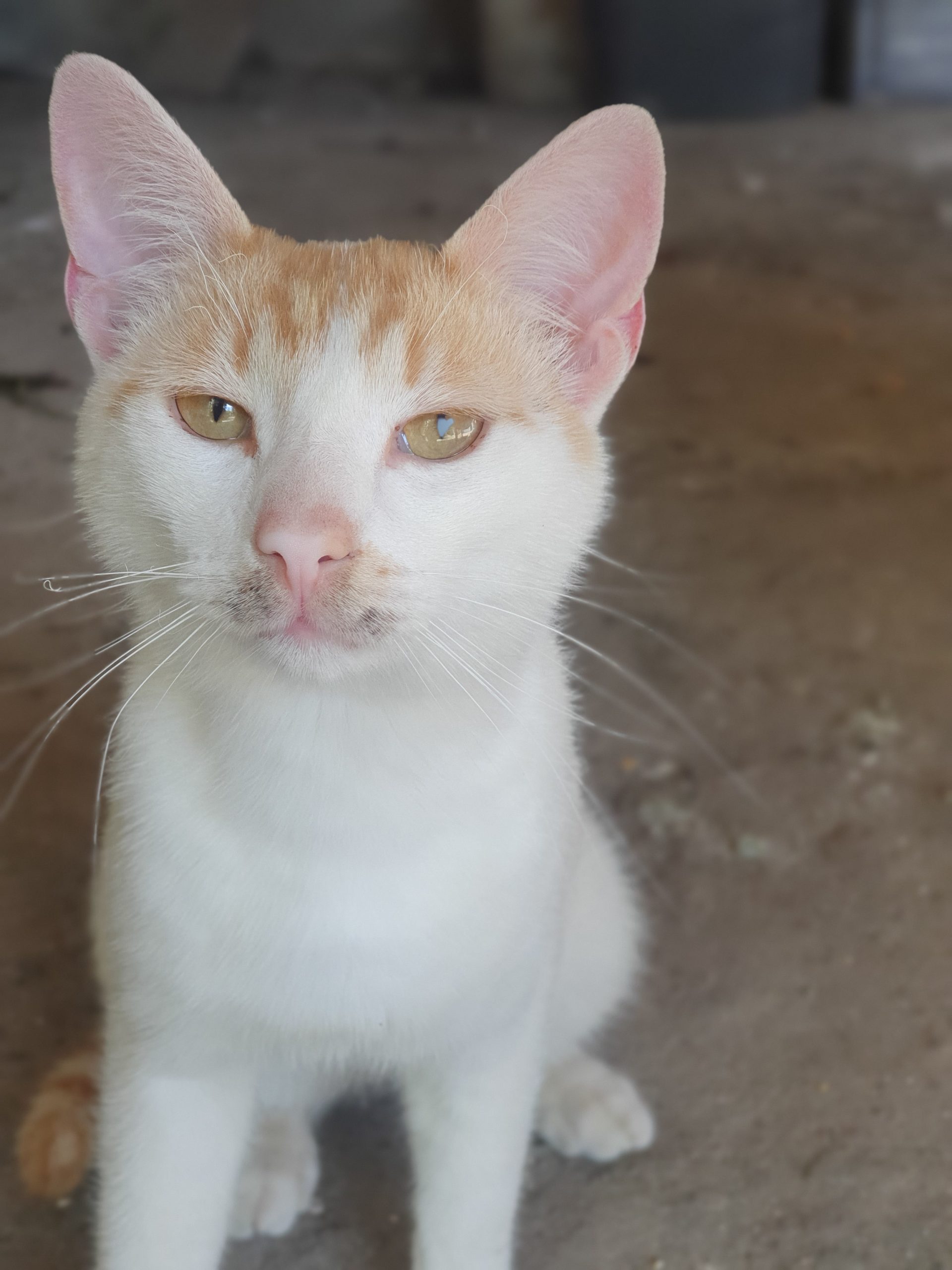 Tomita, lapte cu caramel