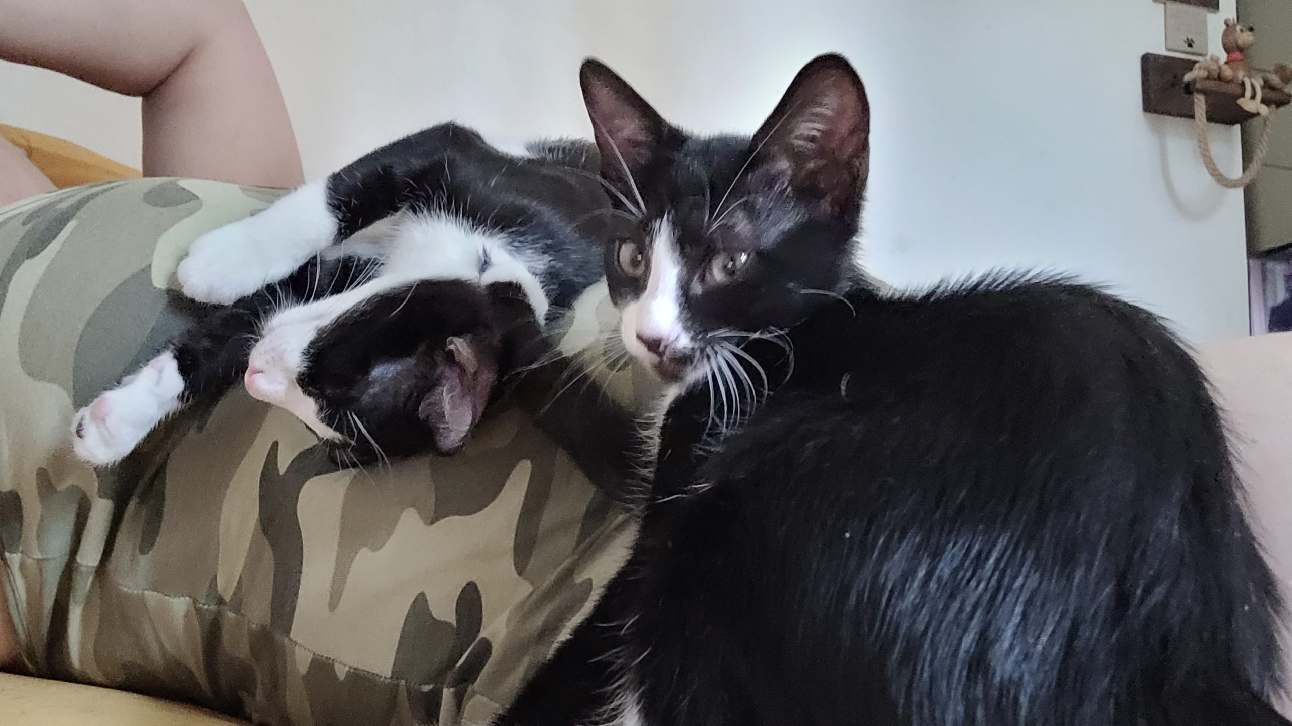 Pixulina își cauta familie