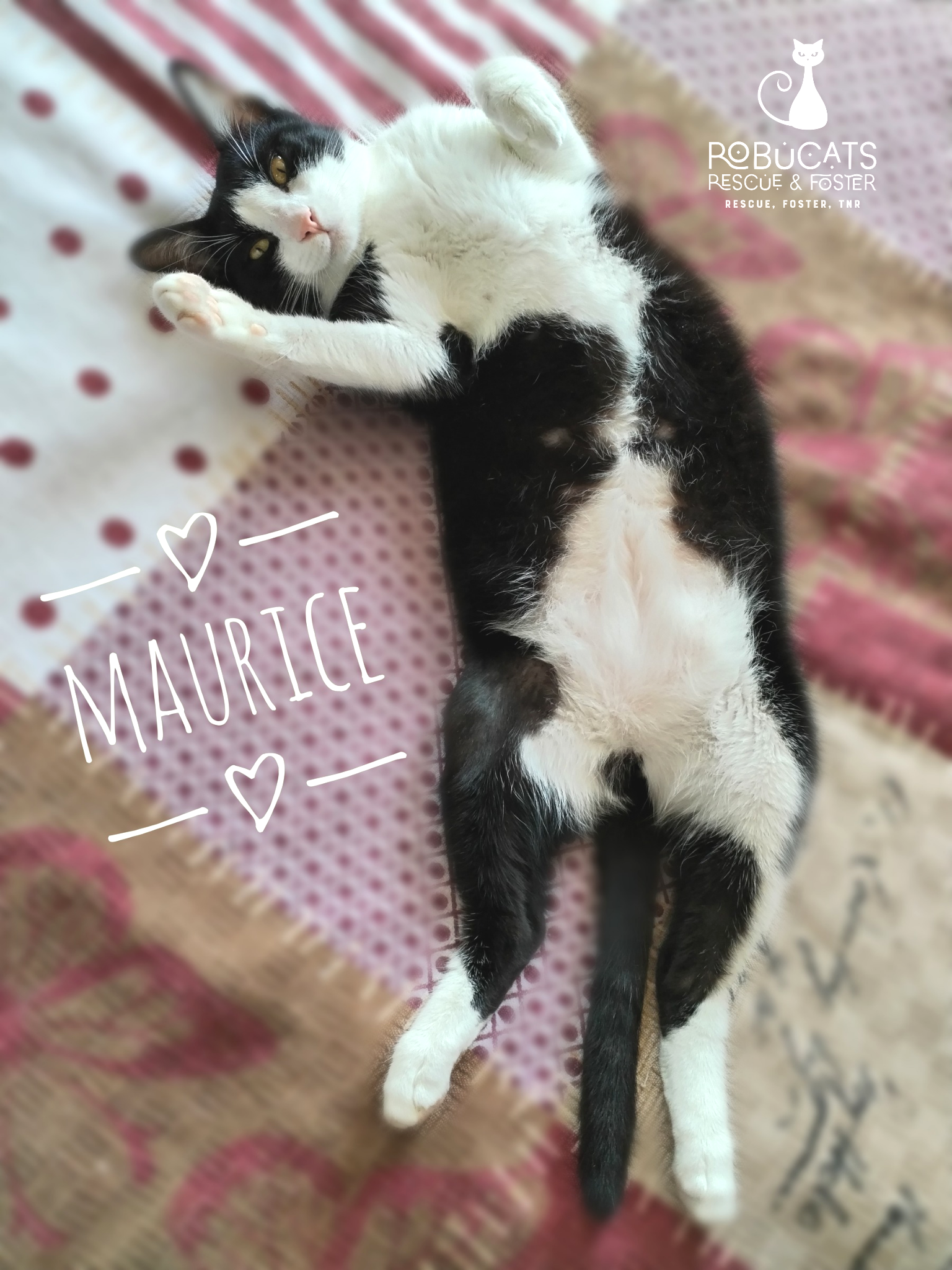 Motănel tuxedo super blând și iubitor