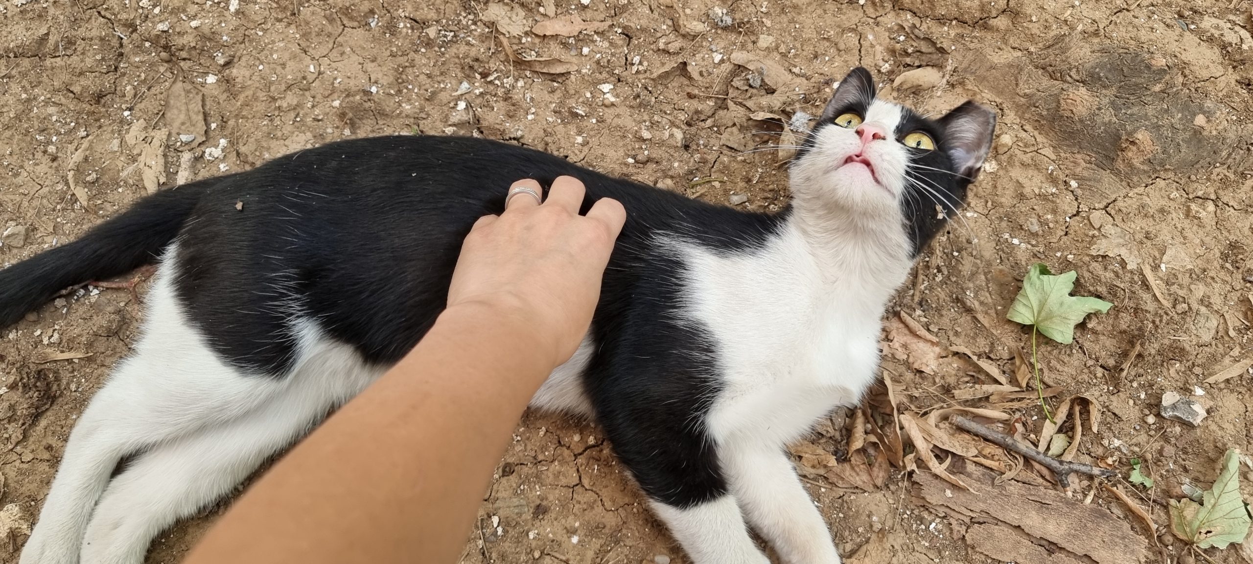 Miti pisica blanda si torcacioasa