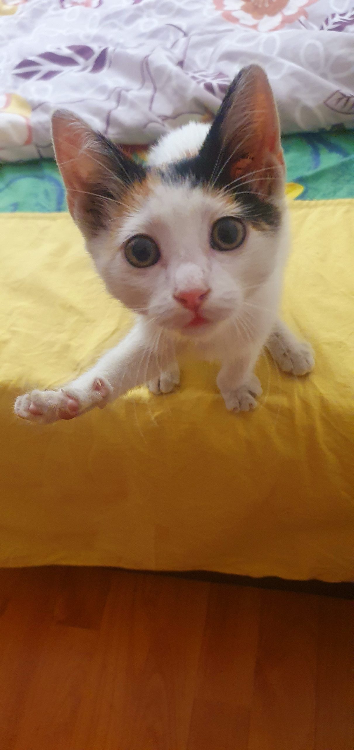 Calico moțată