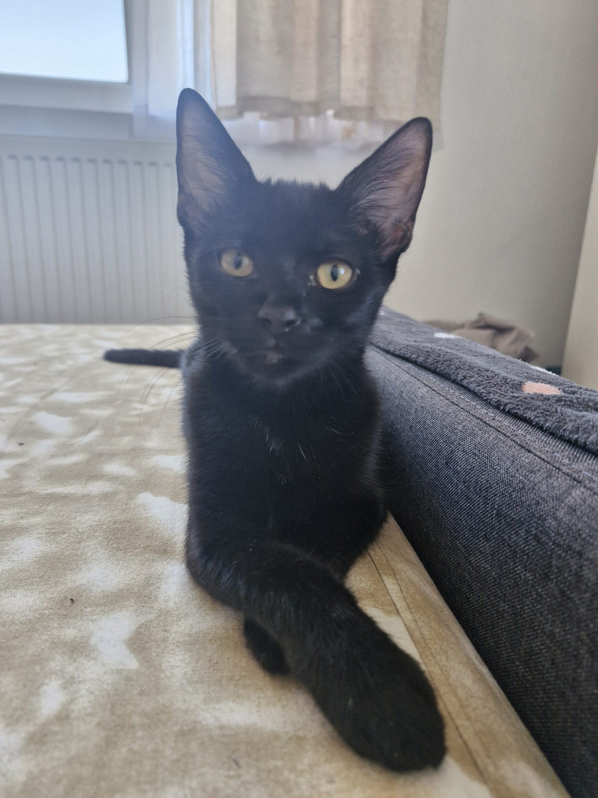 Neri