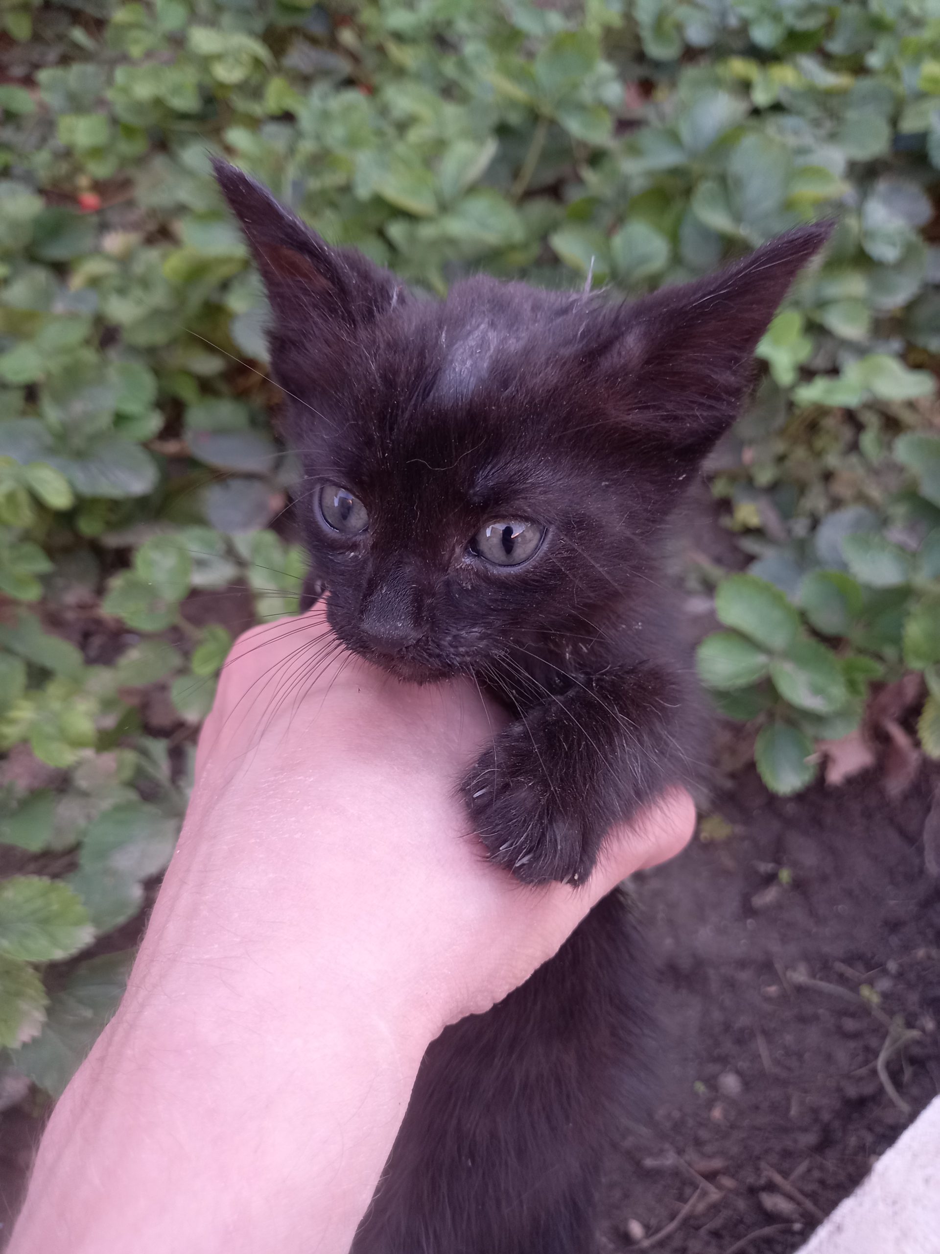 Adopție pui Constanța