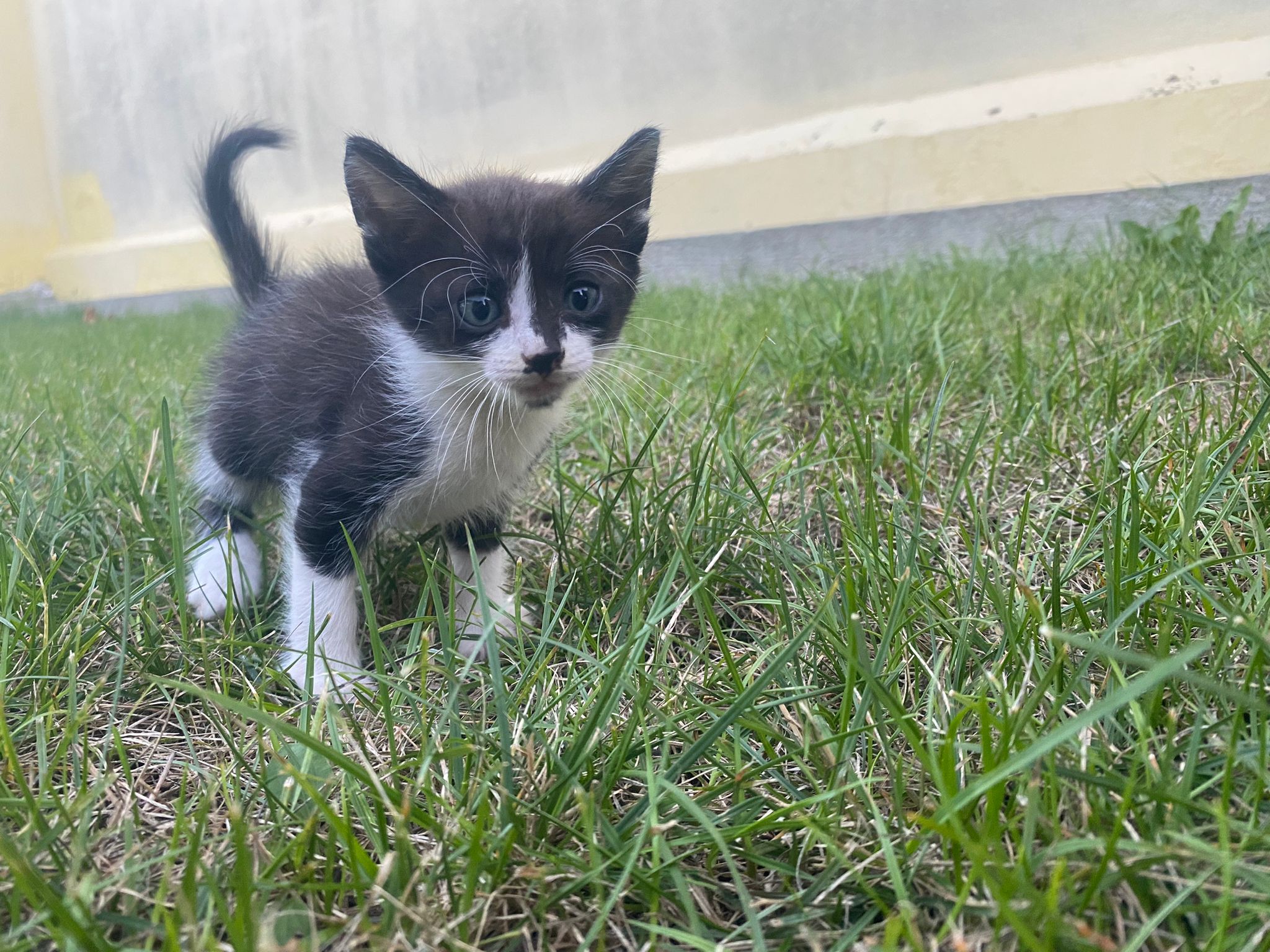 4pui metis birmaneza- 1 neagra, 1 negru si 2 patati cu alb, cca 6 sapt