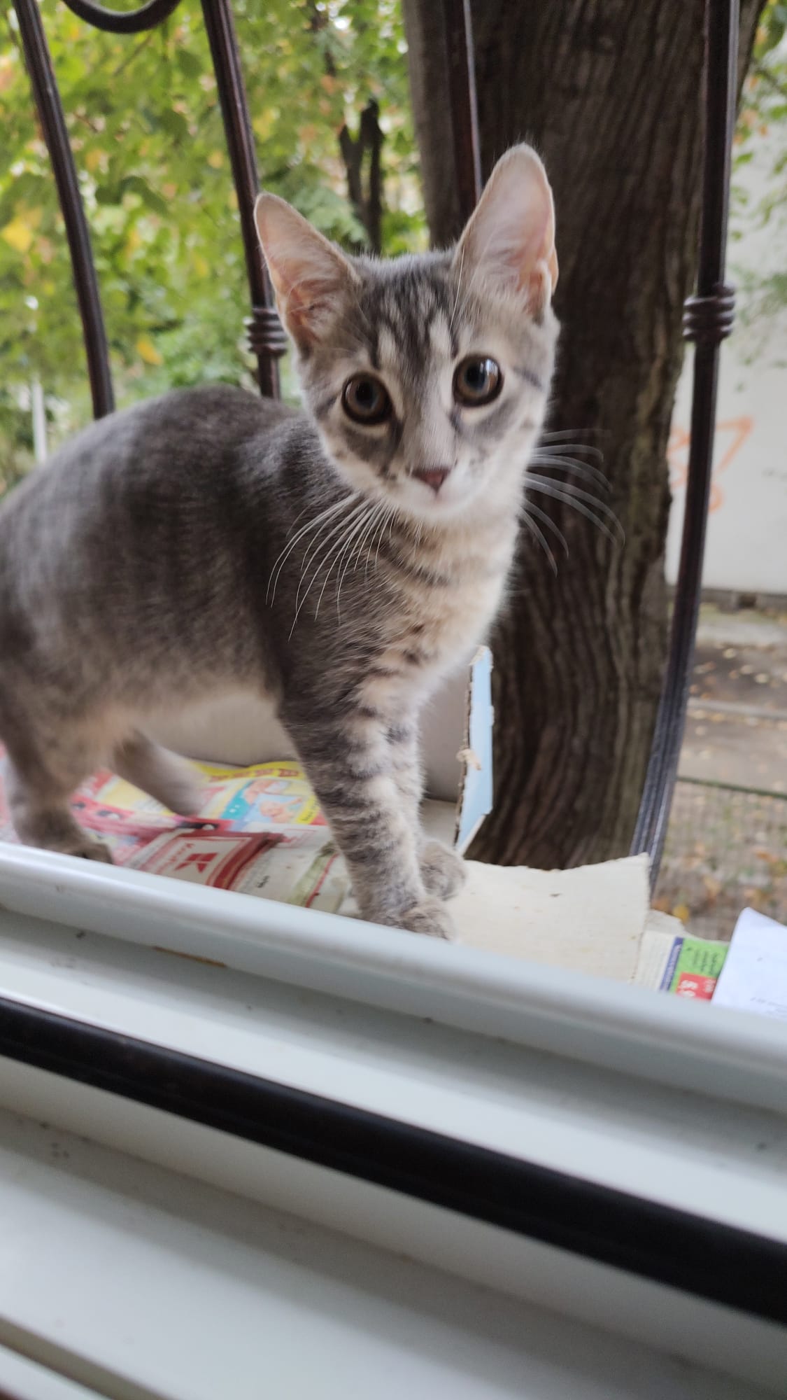Tigrut caută o familie iubitoare