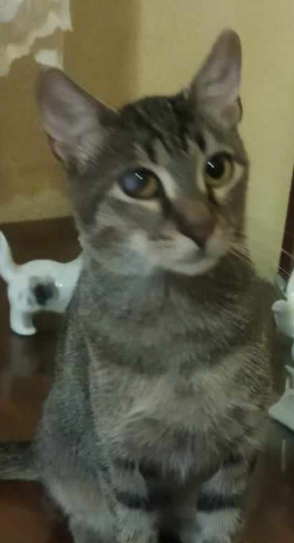 Tigrut