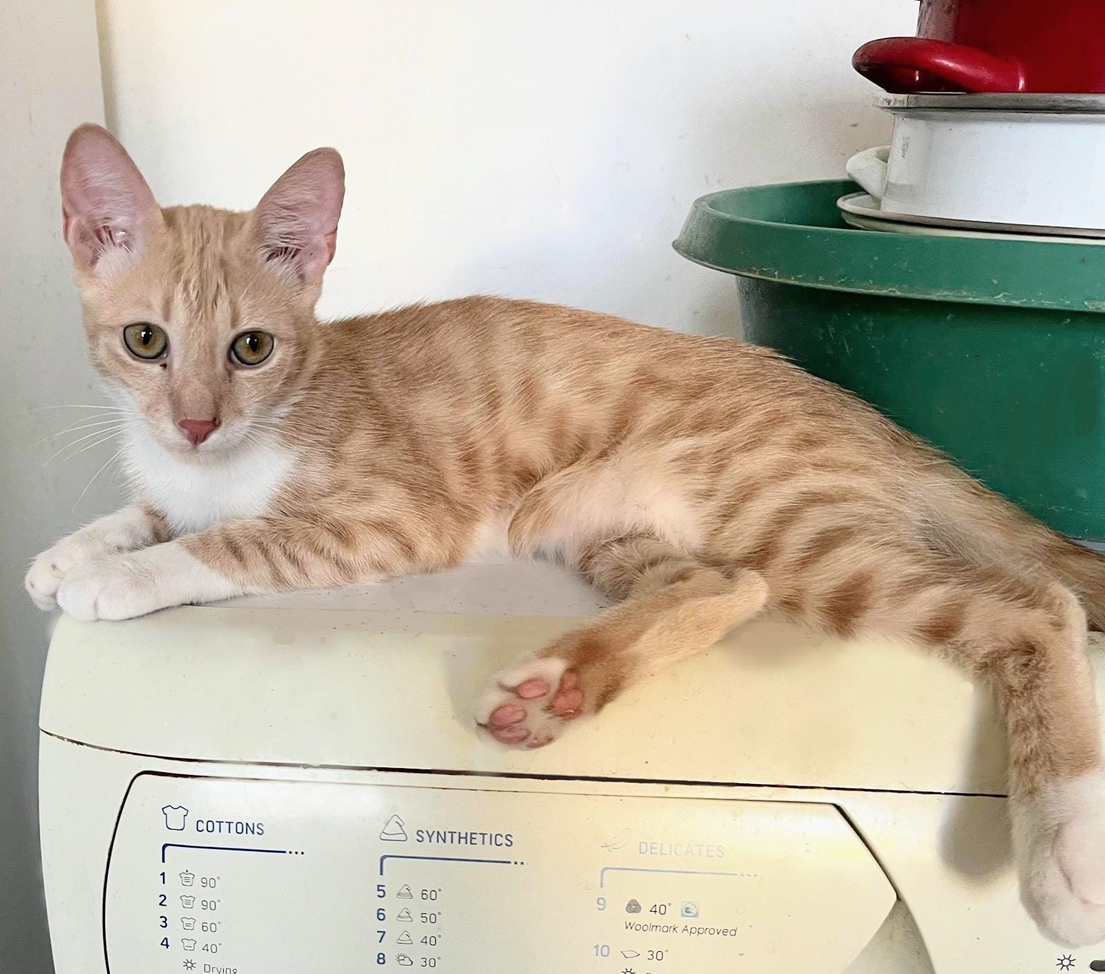 Metis British Shorthair tabby white, gratuit