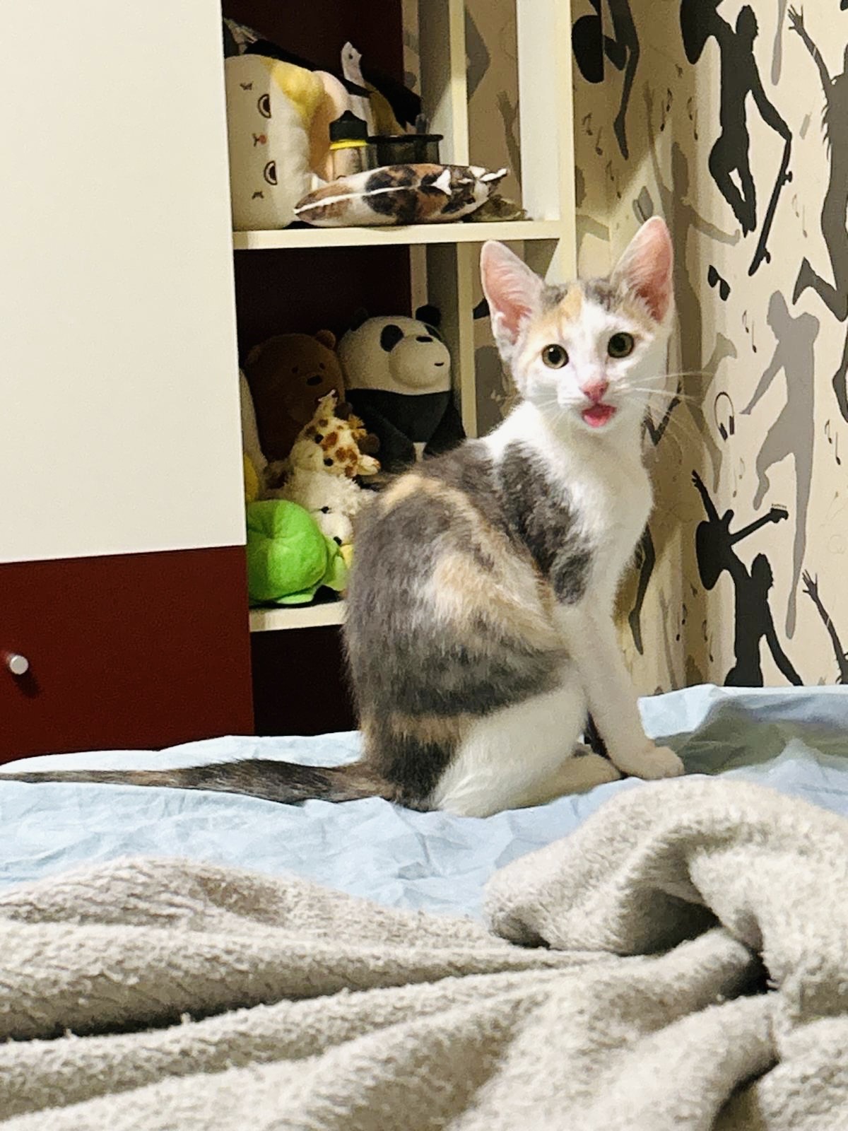 Pisica pui calico tricolora pentru adoptie