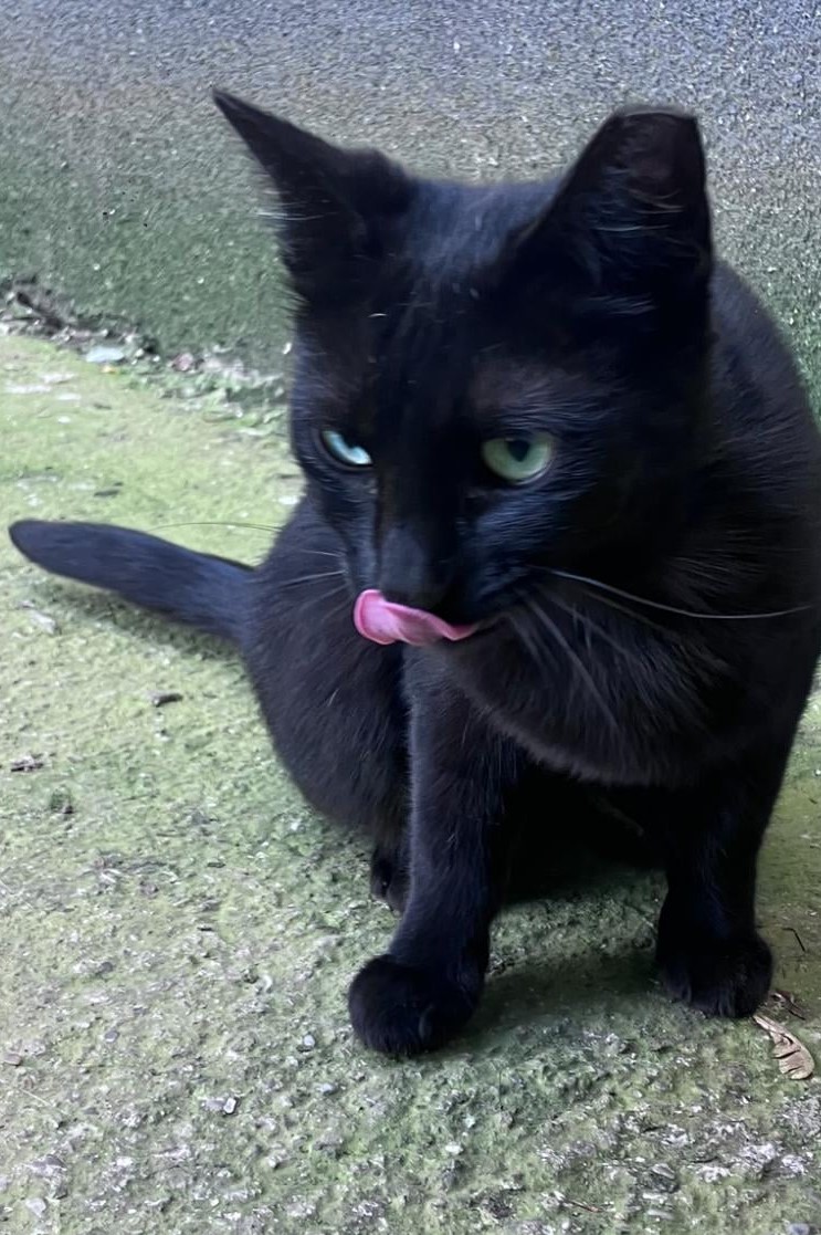 Carluta, blanita si inima din catifea