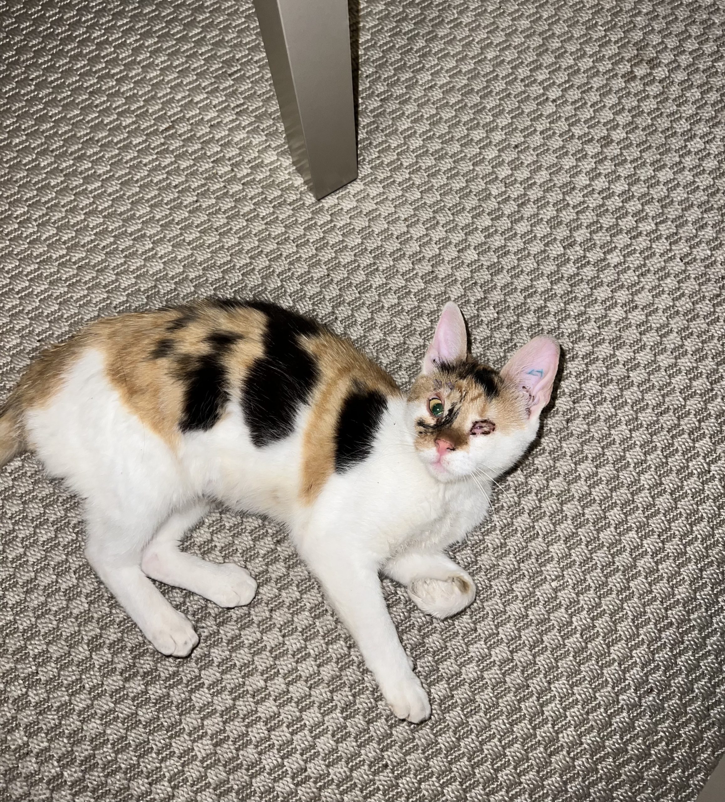 Pisicuta spre adopție