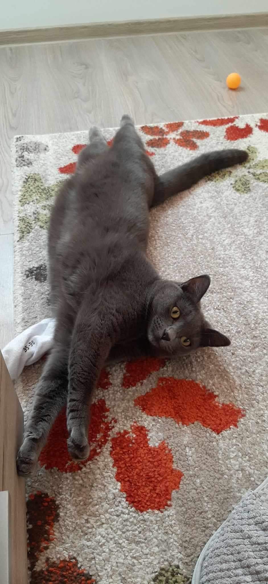 Tiga