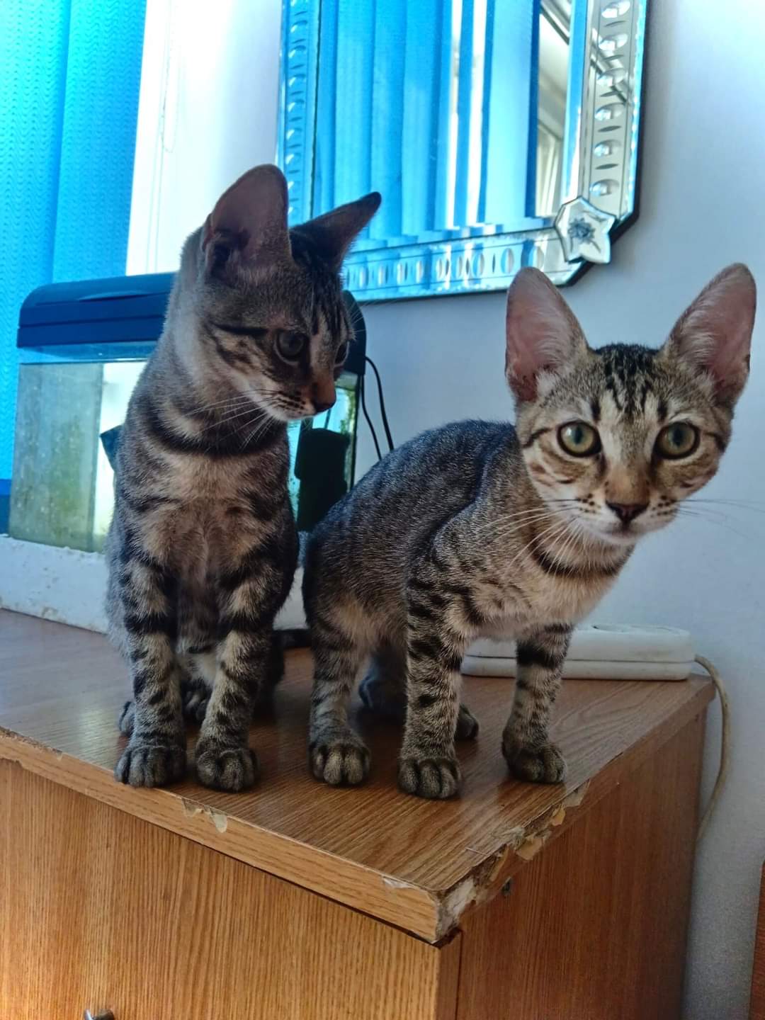 Se caută URGENT familie pentru Bonnie și Clyde!