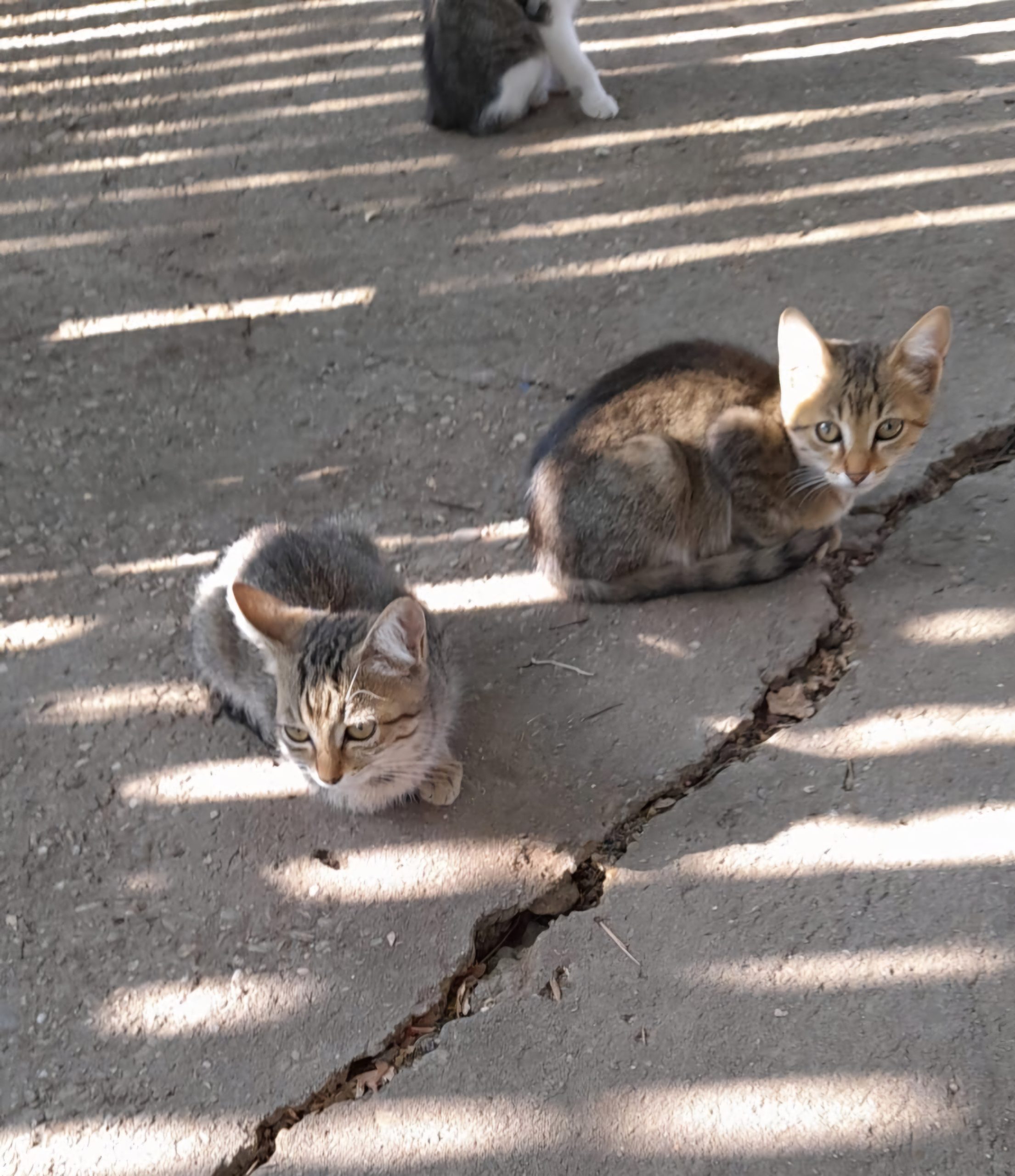 3 pufosi adorabili