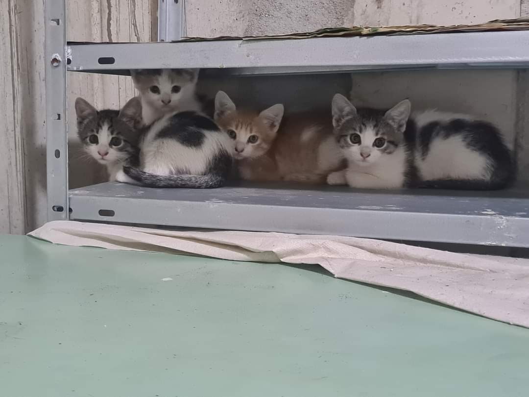 4 pisici de doua luni