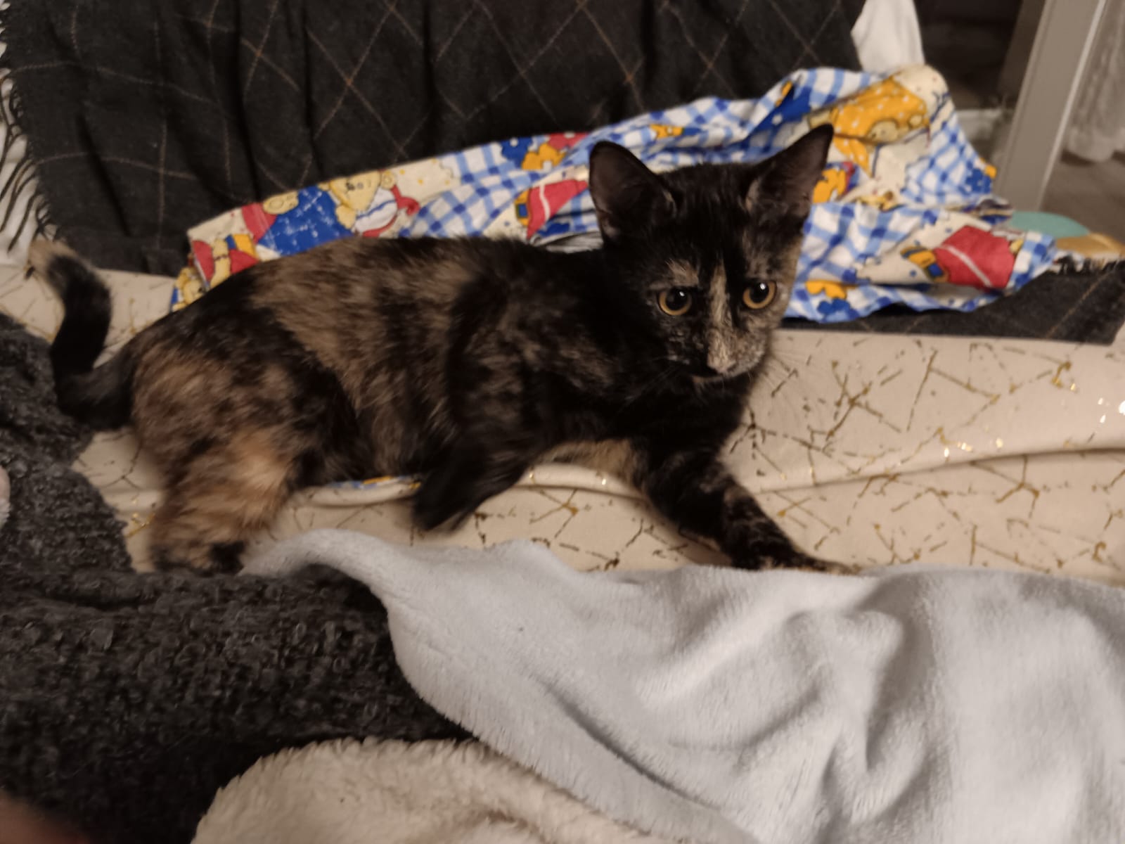 Pisicute calico cuminti,educate si sfioase cauta casute