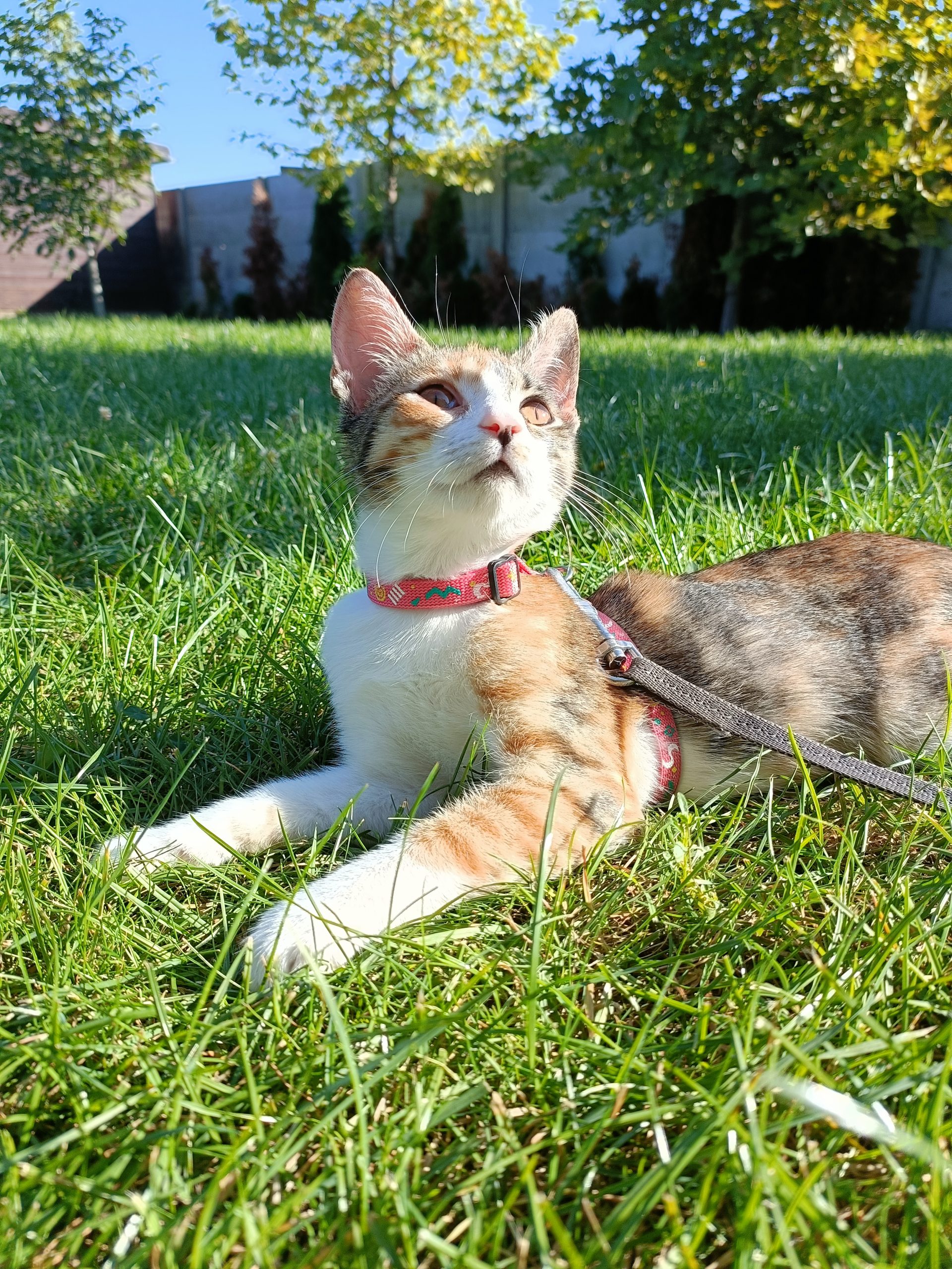 Pisicuta Calico isi cauta familie