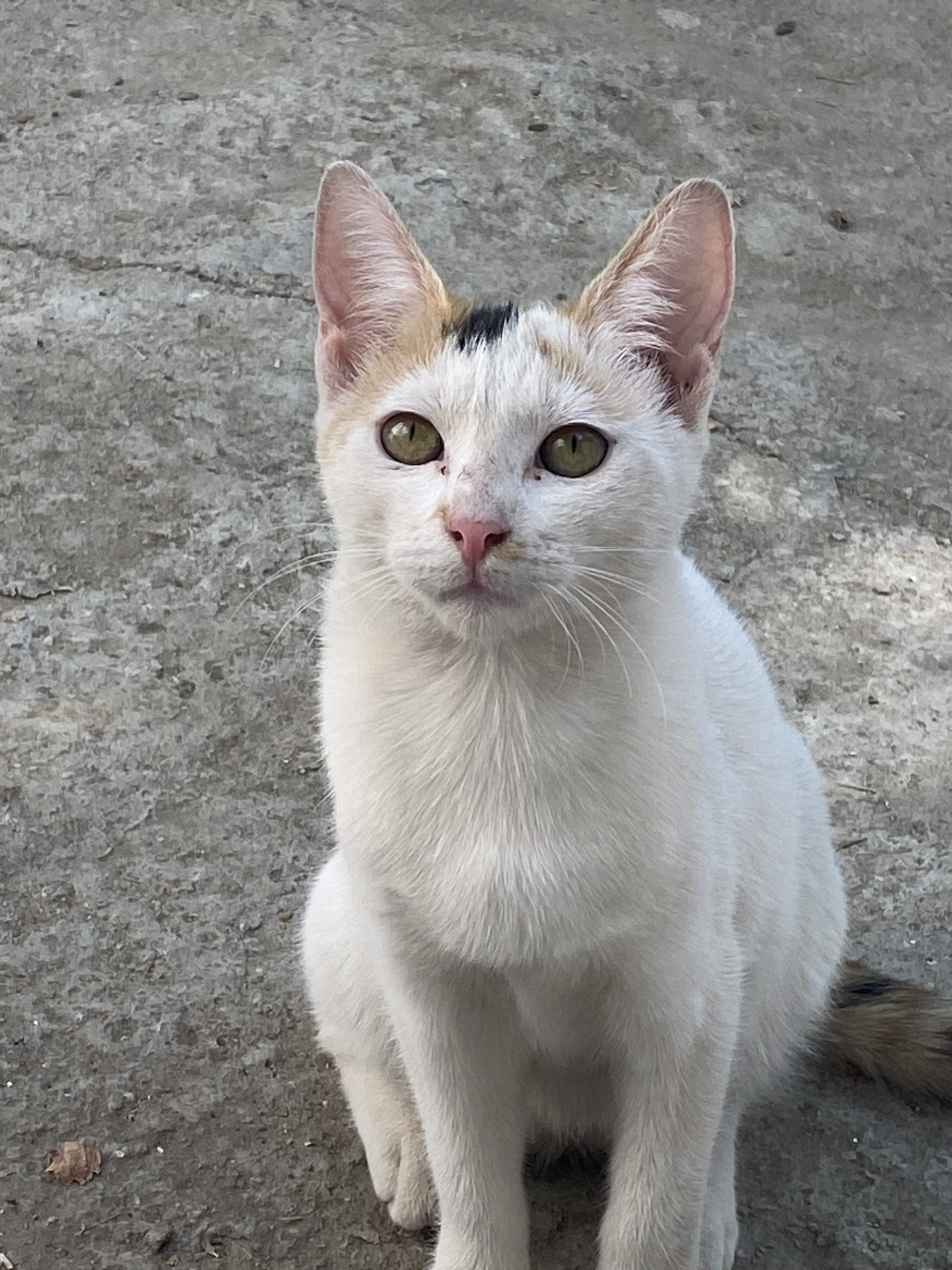 Adopție